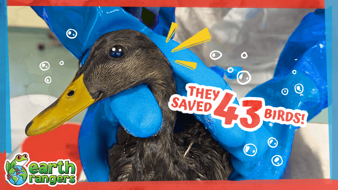 OilSpillThumb FINAL v1.png