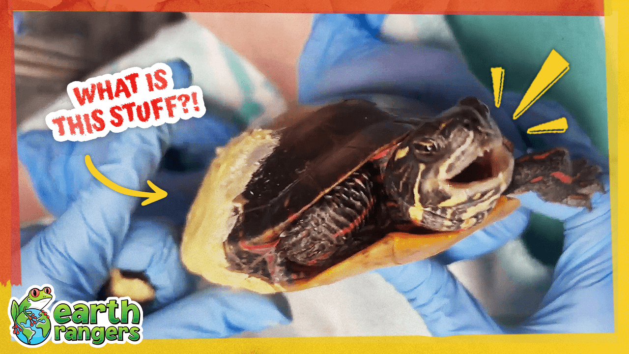 BeeswaxTurtleThumb FINAL.png