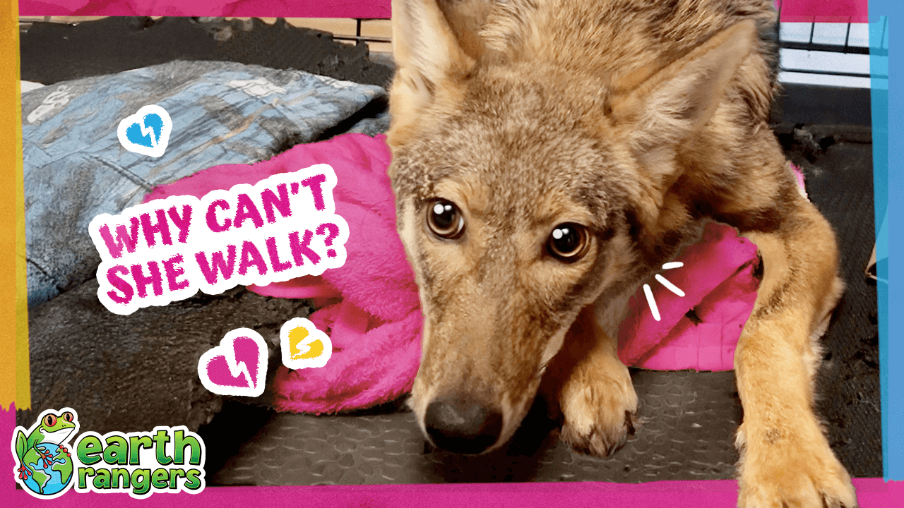 ZeldaCoyoteThumb FINAL pink.png