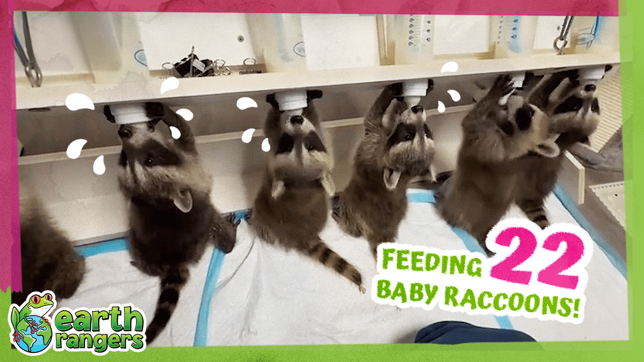 Millstone Raccoons Thumb FINAL.png