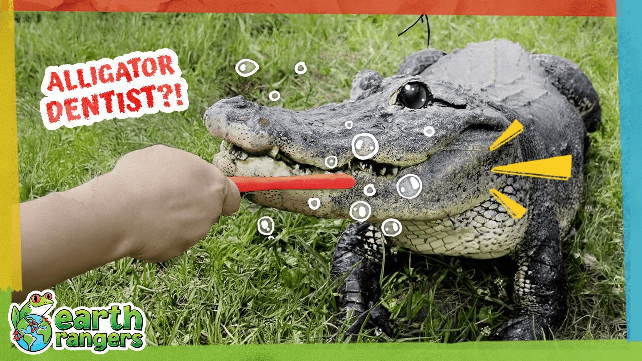 FreddyThumbnail FINAL.png