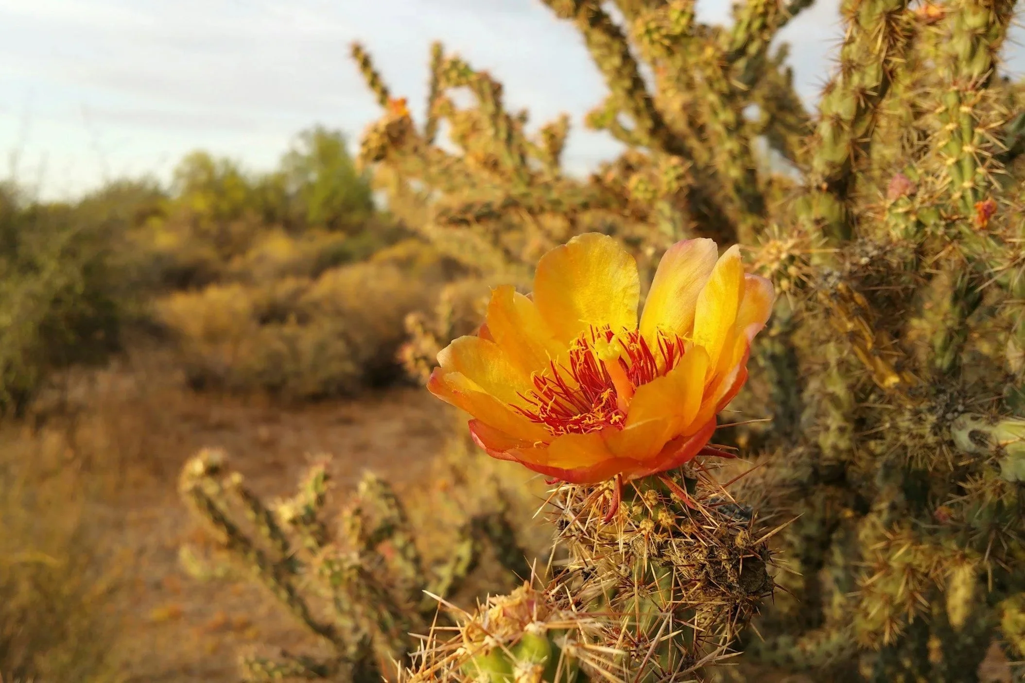 A bright yellow and orange desert flower blooming on a cactus, with a blurred desert landscape in the background.