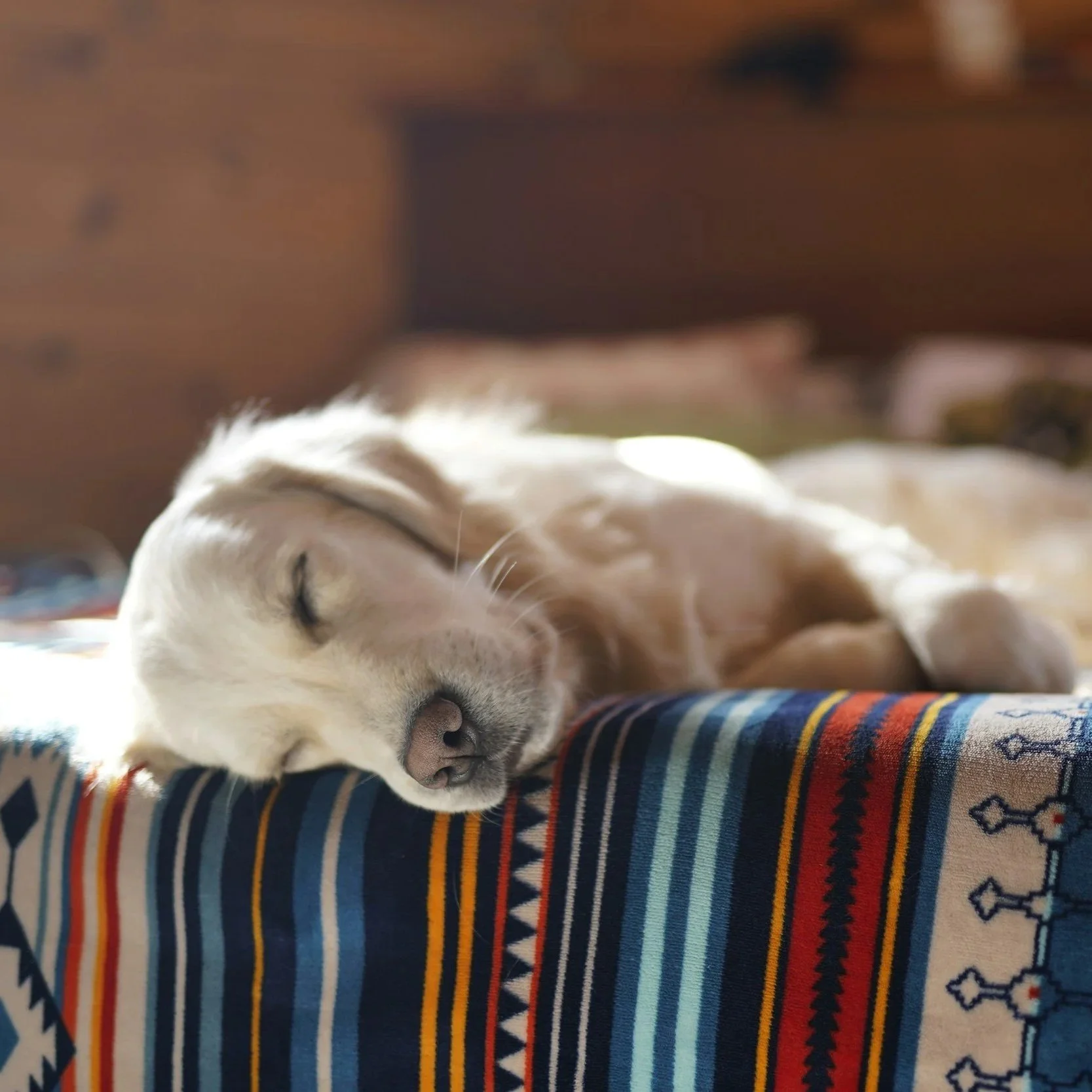 A sleeping puppy resting on a colorful patterned fabric surface with a blurred wooden background.