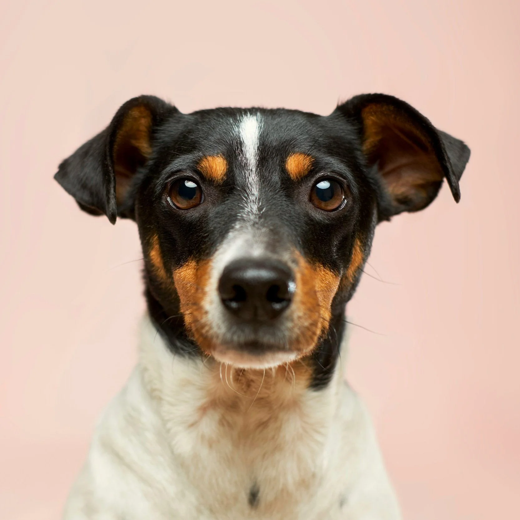 Close-up of a black, white, and tan dog with brown eyes, ears slightly to the side, and a pink background.