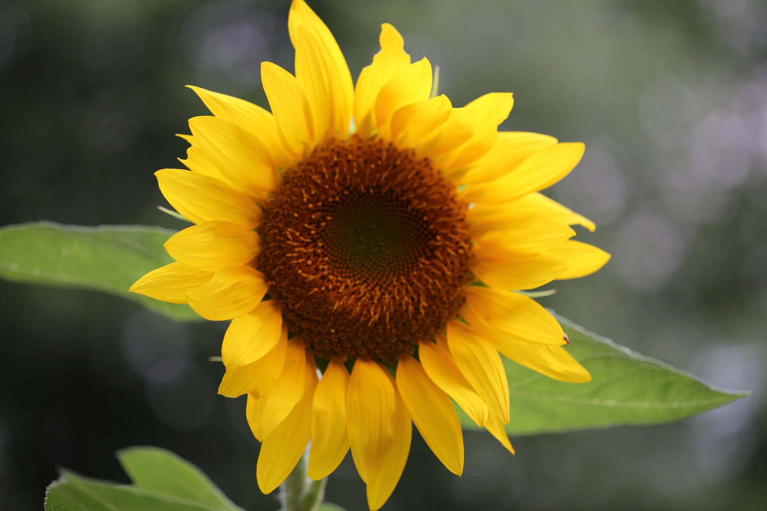 It’s Just A Thought