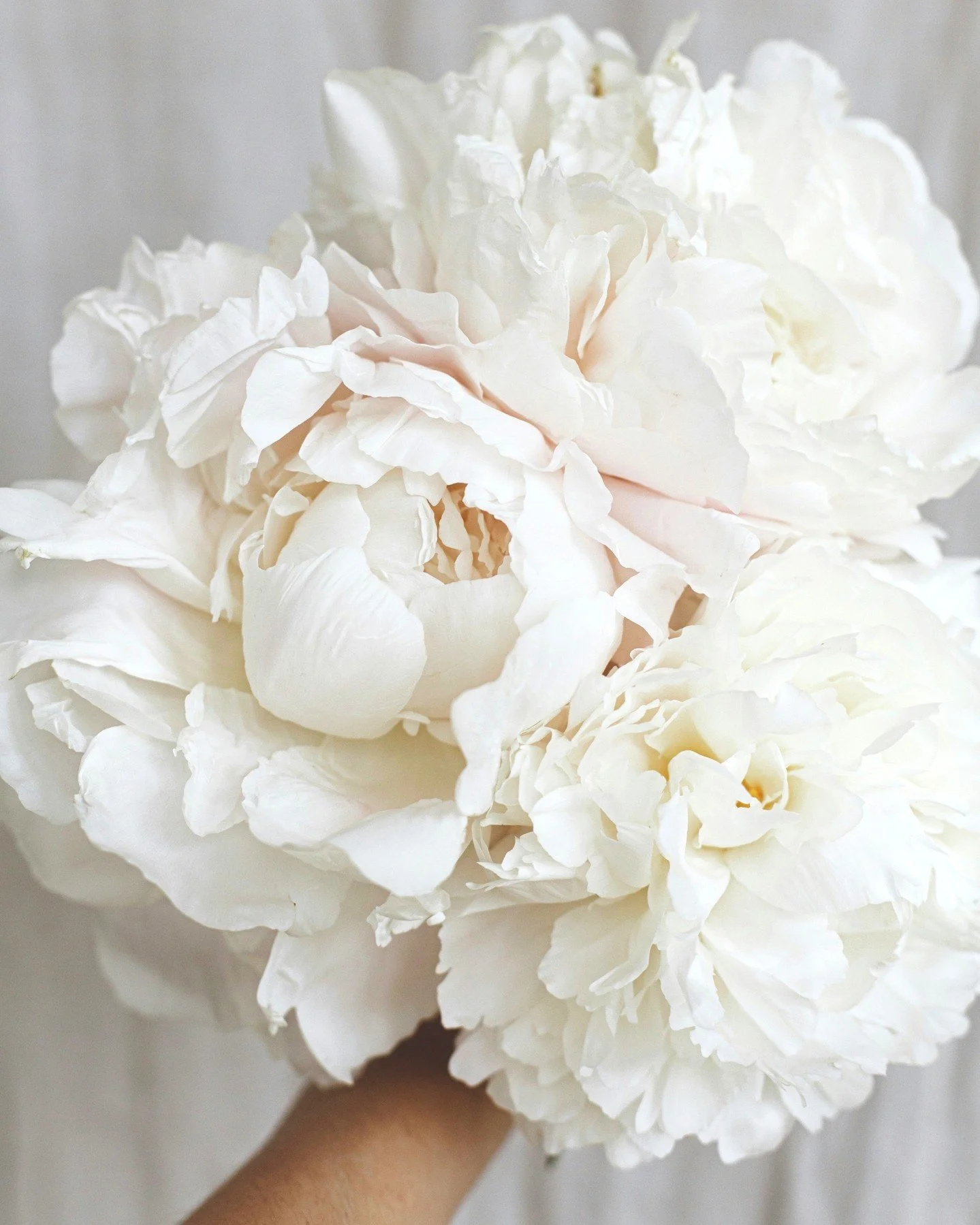 Peony season is in full bloom!