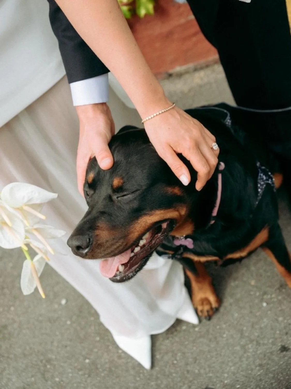 Flowers + weddings + dogs = 🤍