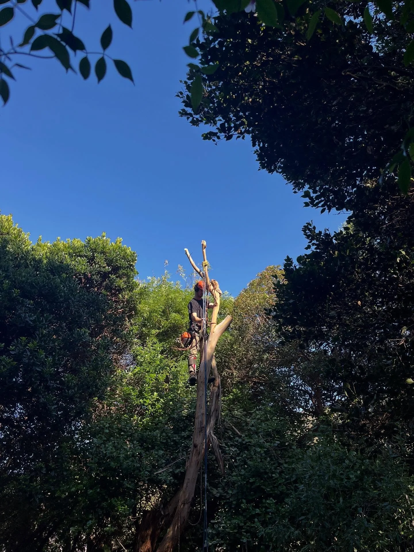 When the tree&rsquo;s unstable, the techniques can&rsquo;t be. We take zero shortcuts up high so everything stays safe down below 🌳