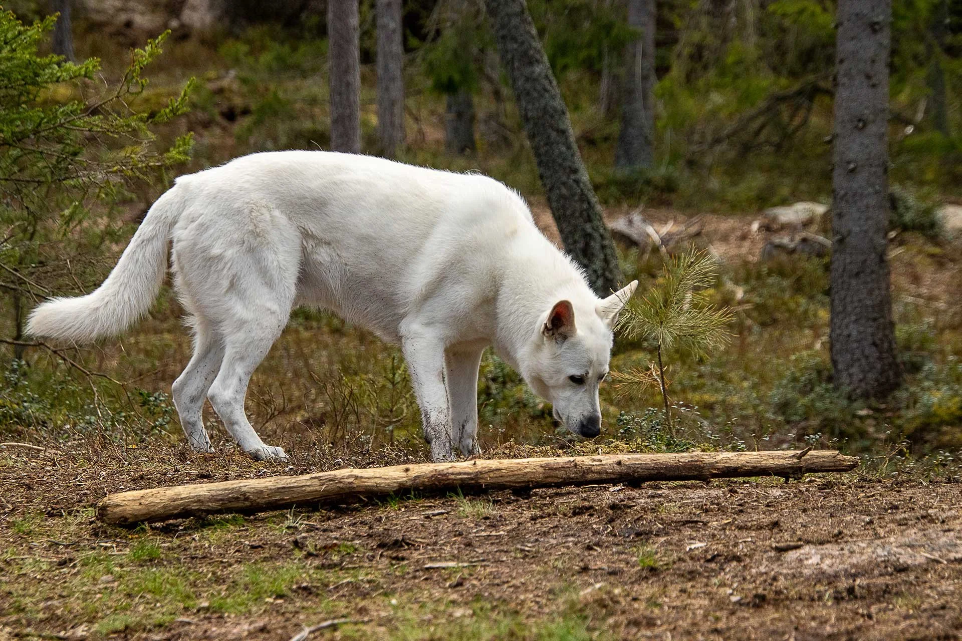 Muista varovaisuus metsälenkillä