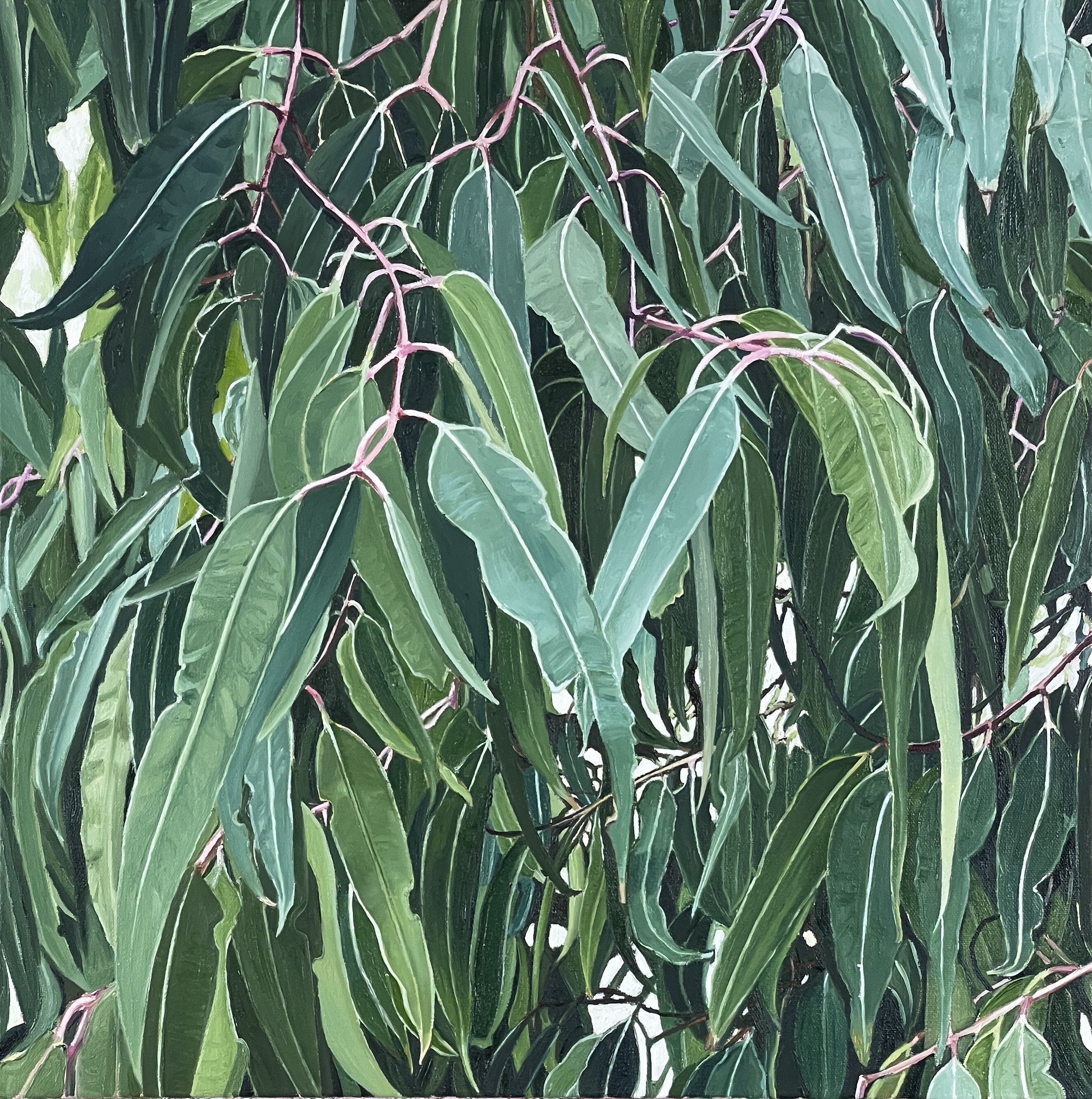 Angophora leaves 3 - karena dalla rosa