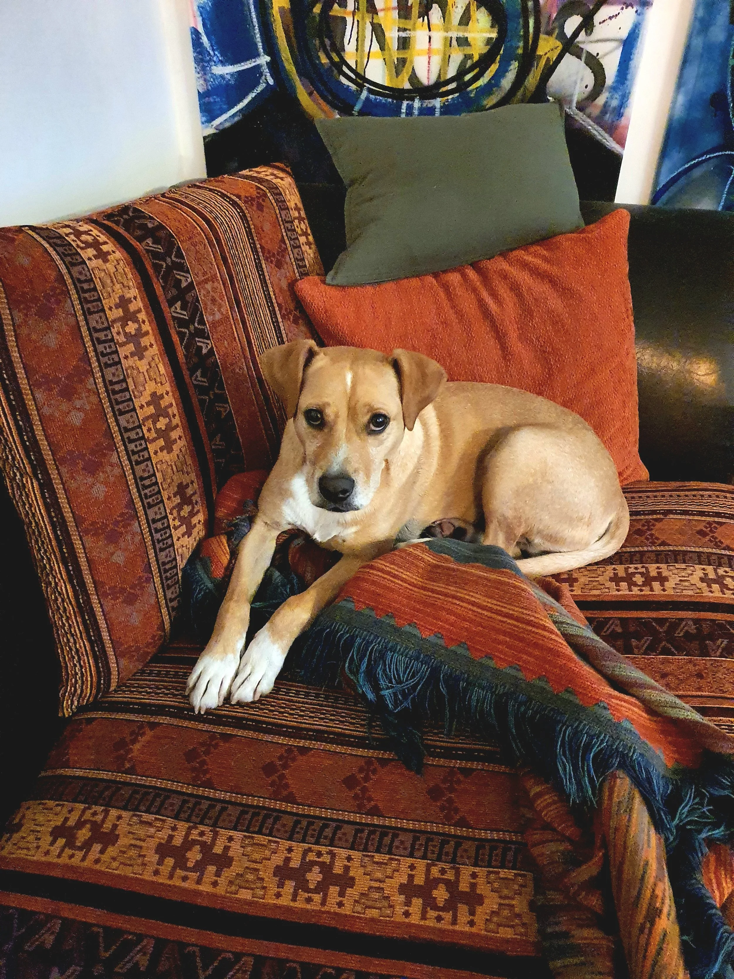 Ein Hund liegt auf einem gemusterten, orange-braunen Sofa mit bunten Kissen vor einer bunten Wand mit Graffiti.
