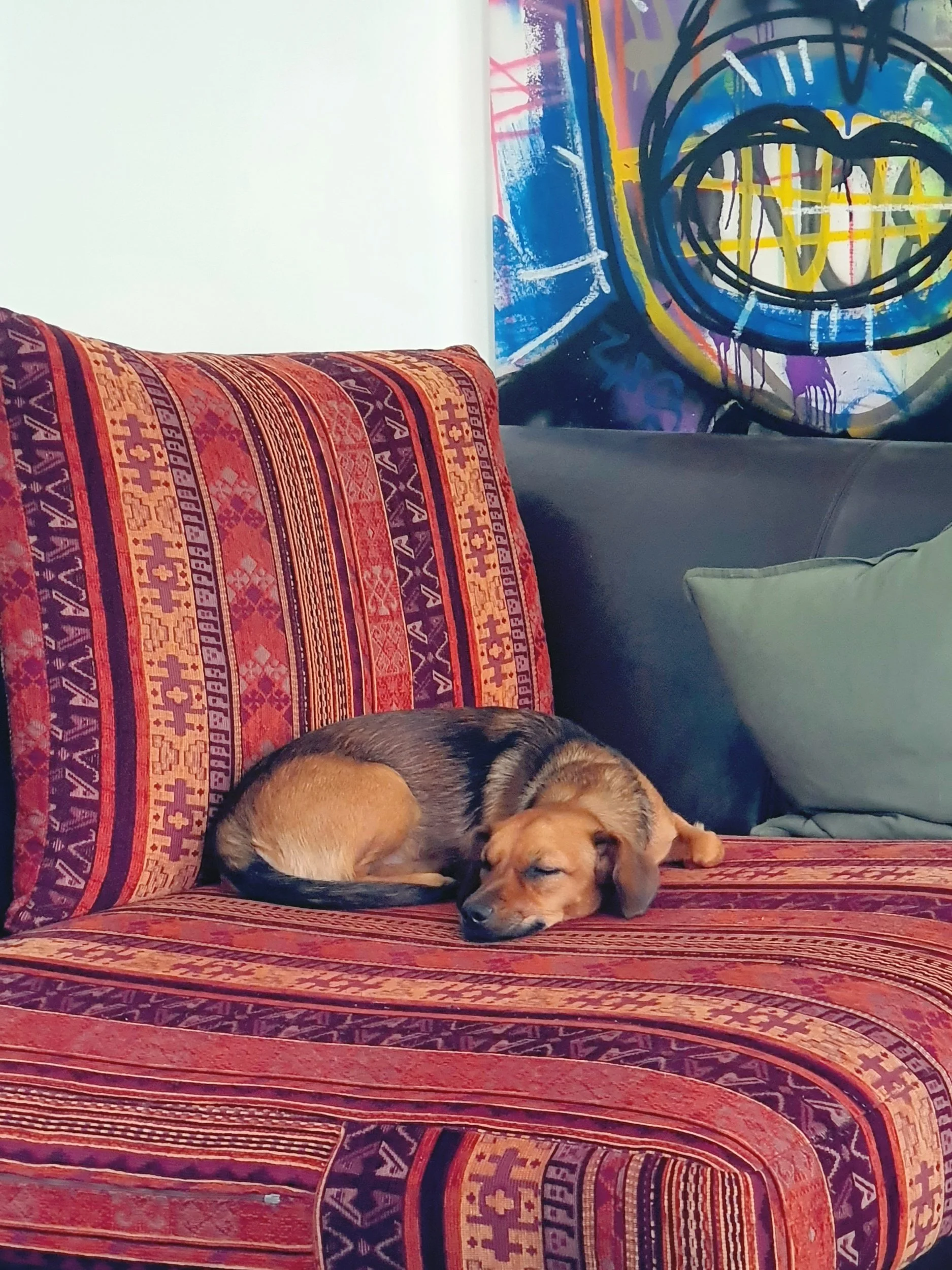 Ein kleiner, brauner Hund schläft auf einem rot-orangen gemusterten Sofa vor einem bunten, abstrakten Wandbild.