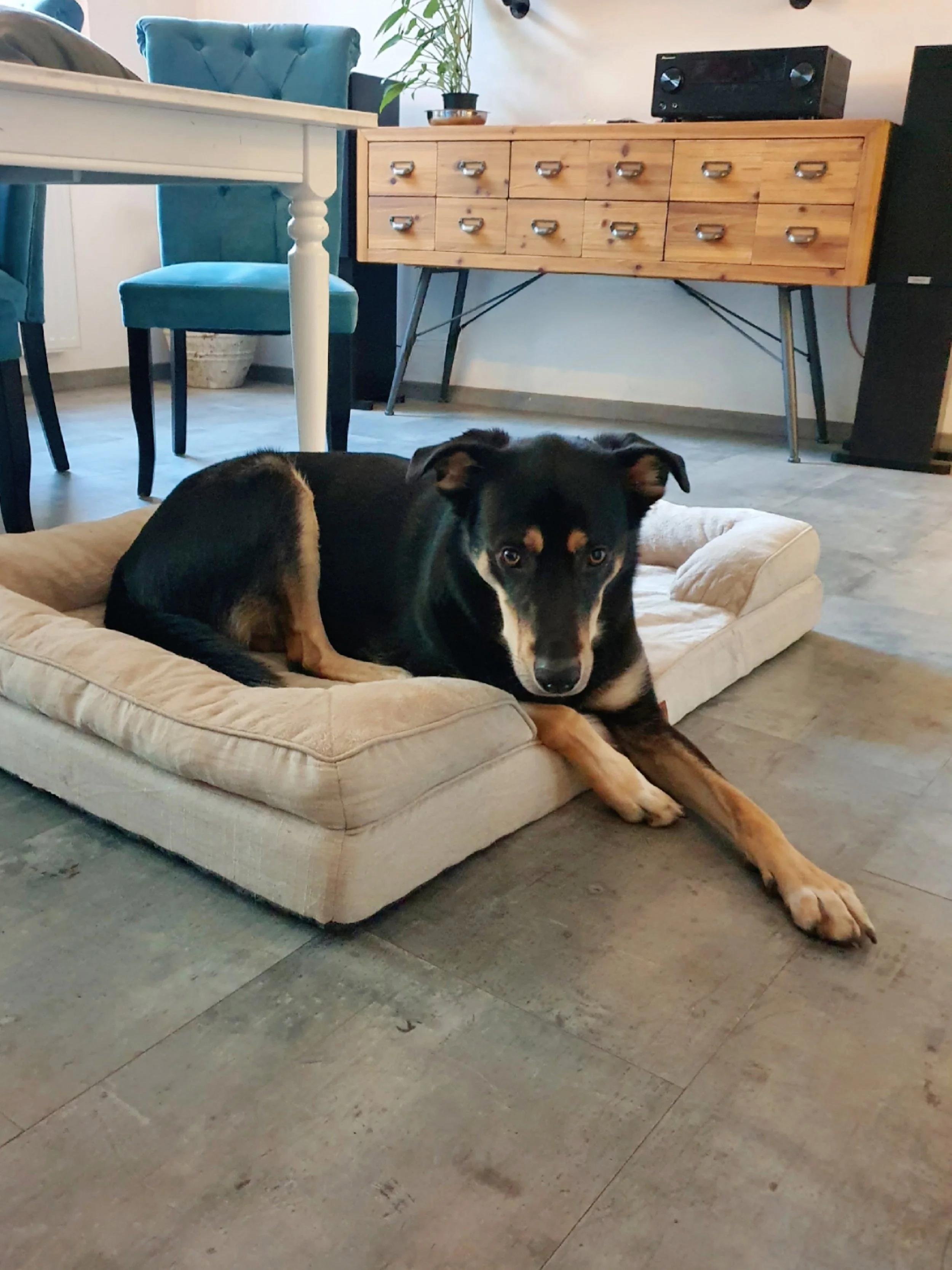Ein Hund liegt auf einem gepolsterten Bett in einem Wohnzimmer, mit einem Holztisch und blauen Stühlen im Hintergrund.