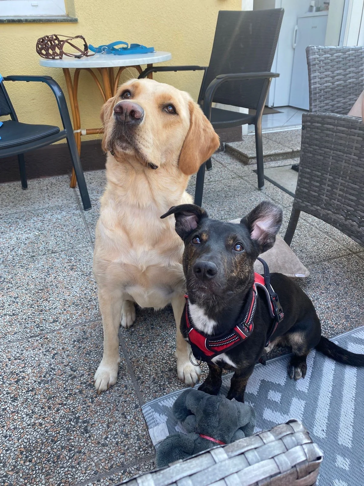 Zwei Hunde, ein Labrador und ein Kleiner schwarzer, sitzen auf einem Terrassenteppich auf einer Terrasse mit Gartenmöbeln, im Hintergrund eine gelbe Hauswand.