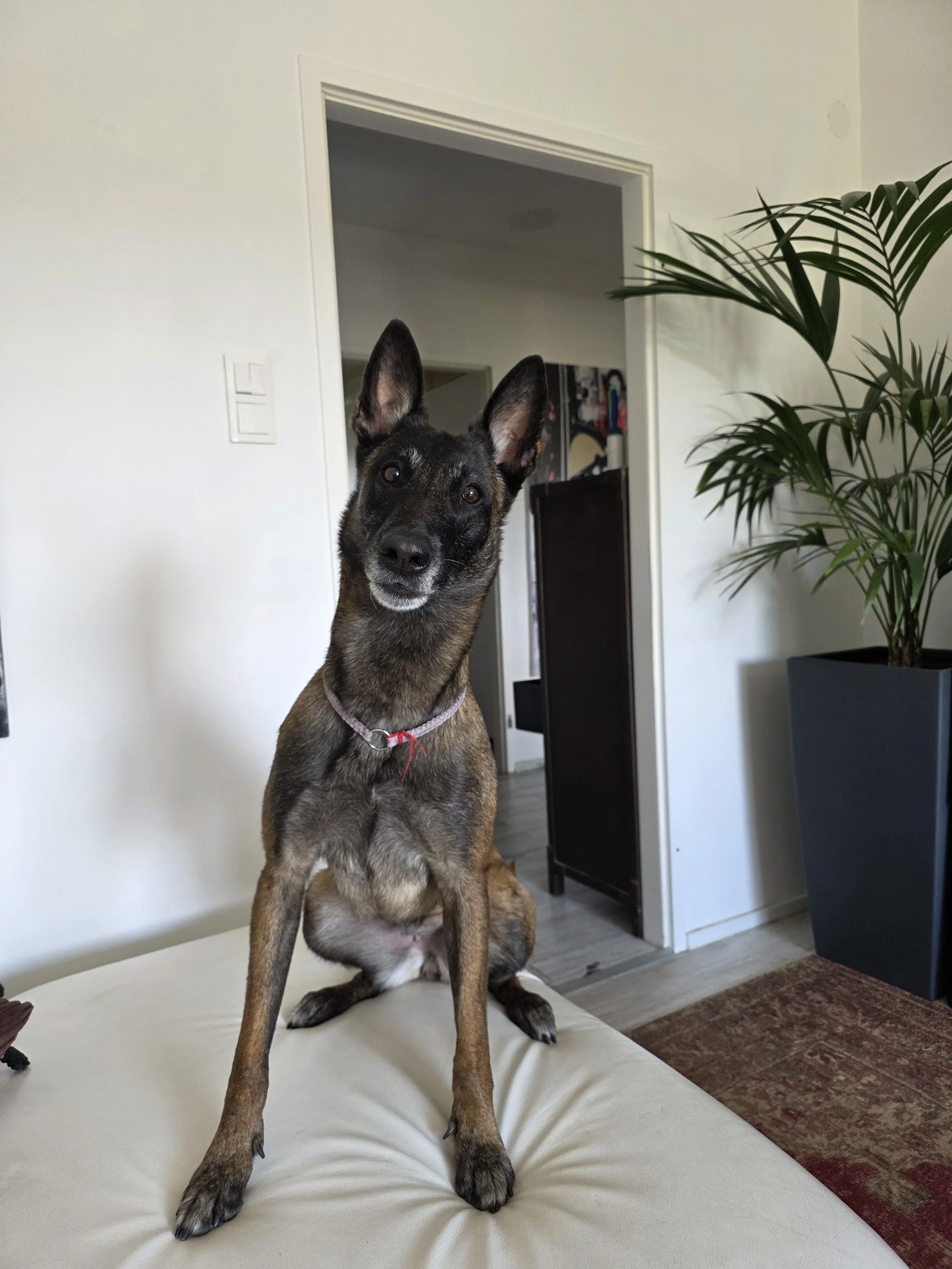 Ein Hund sitzt auf einem weißen Sofa, im Hintergrund eine weiße Wand, eine Tür und eine große grüne Zimmerpflanze.
