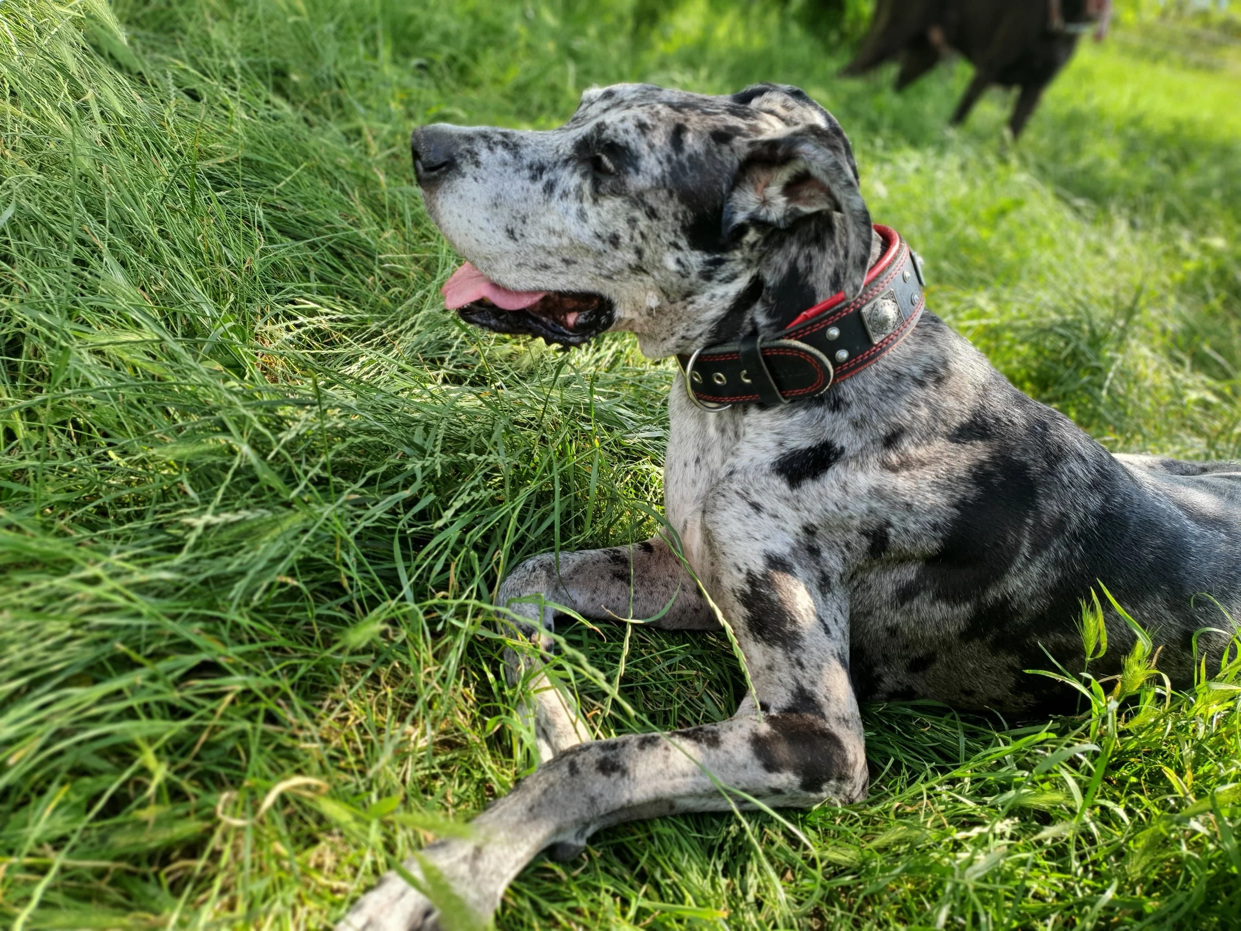 Eine Deutsche Dogge liegt im grünen Gras, hat ein rotes Halsband und ist entspannt.