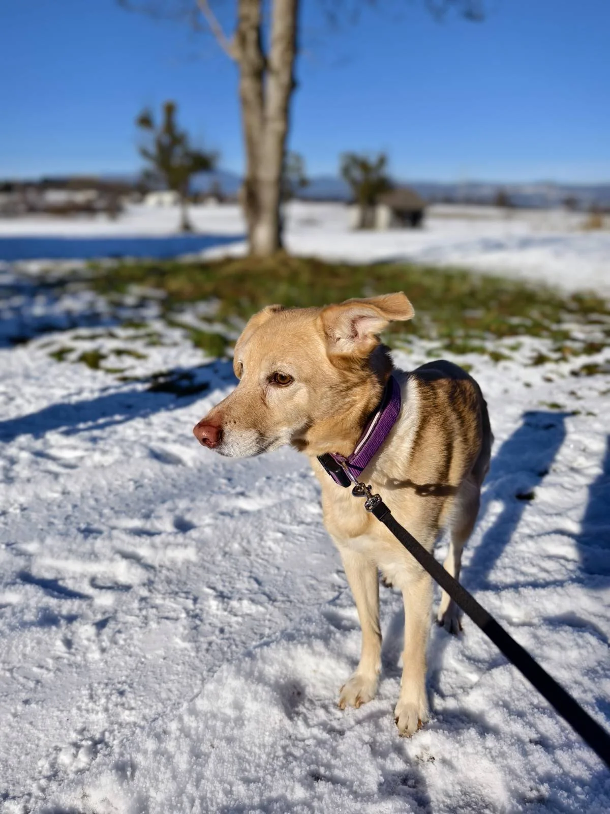Ein Hund mit braunem Fell, schwarz-weißen Pfoten und einer lila Halsband steht im Schnee, umgeben von einer winterlichen Landschaft mit Bäumen und Wasser im Hintergrund.