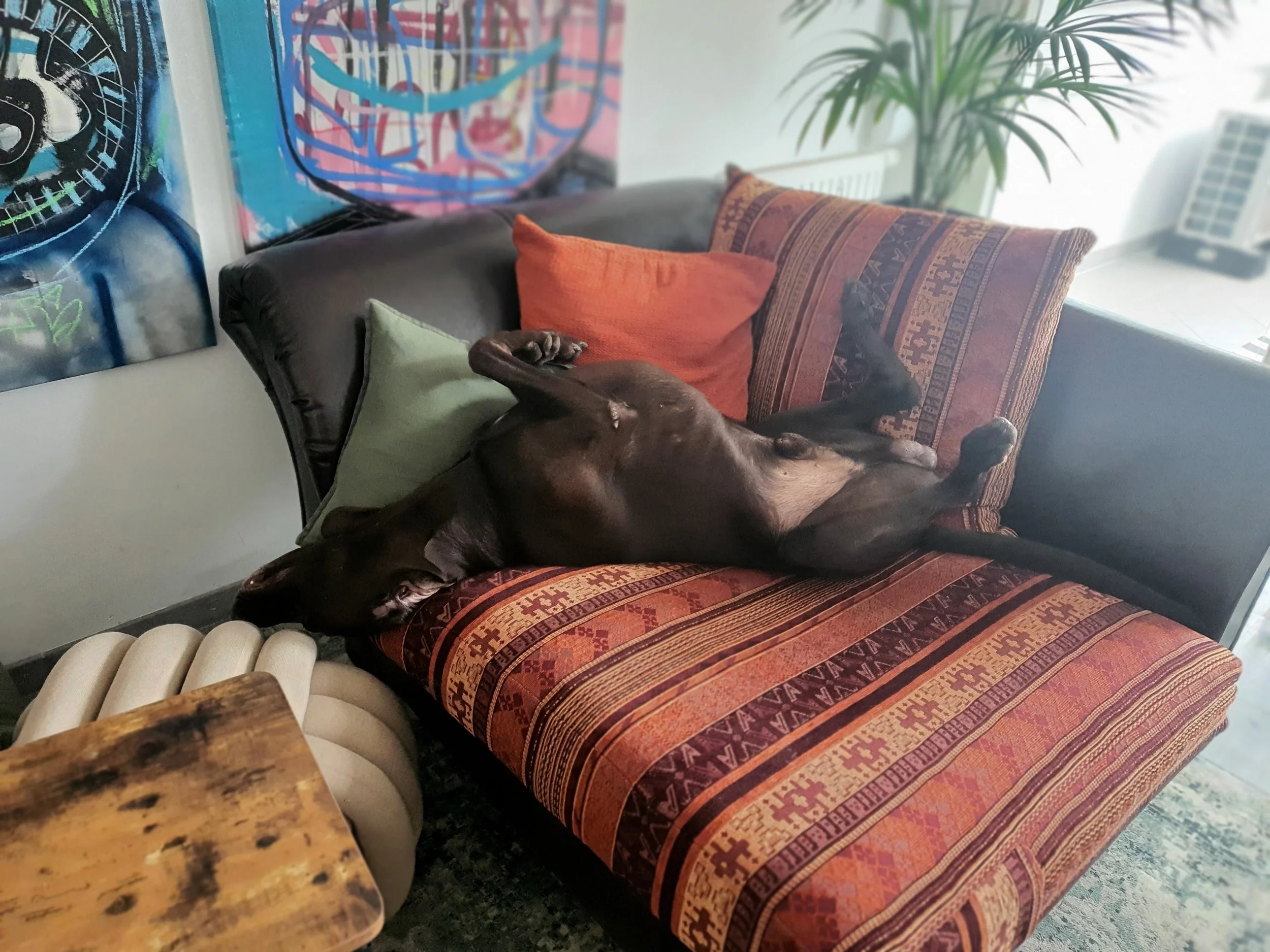 Ein brauner Hund liegt auf einem Sofa, komplett ausgestreckt mit dem Bauch nach oben, umgeben von bunten Kissen in einem Wohnzimmer, mit Kunstwerken an der Wand und einer Pflanze im Hintergrund.