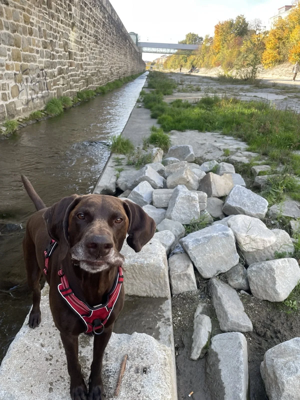 Ein brauner Hund mit roten Halsband steht am Ufer eines Flusses, im Hintergrund sind Steine, Wasser, Bäume mit Herbstlaub und eine Steinmauer zu sehen.