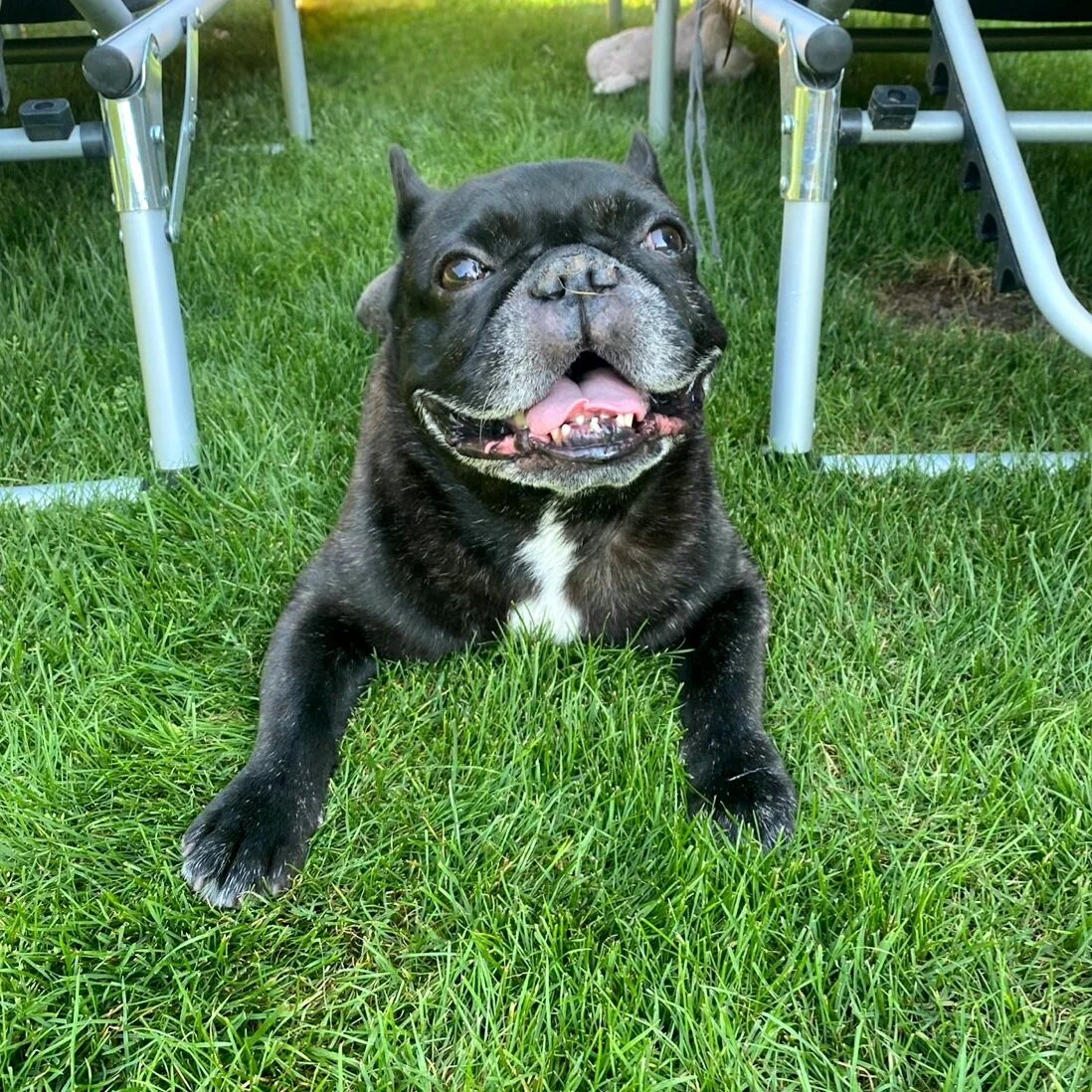 Ein glücklicher französischer Bulldoggen-Hund liegt auf grünem Rasen.