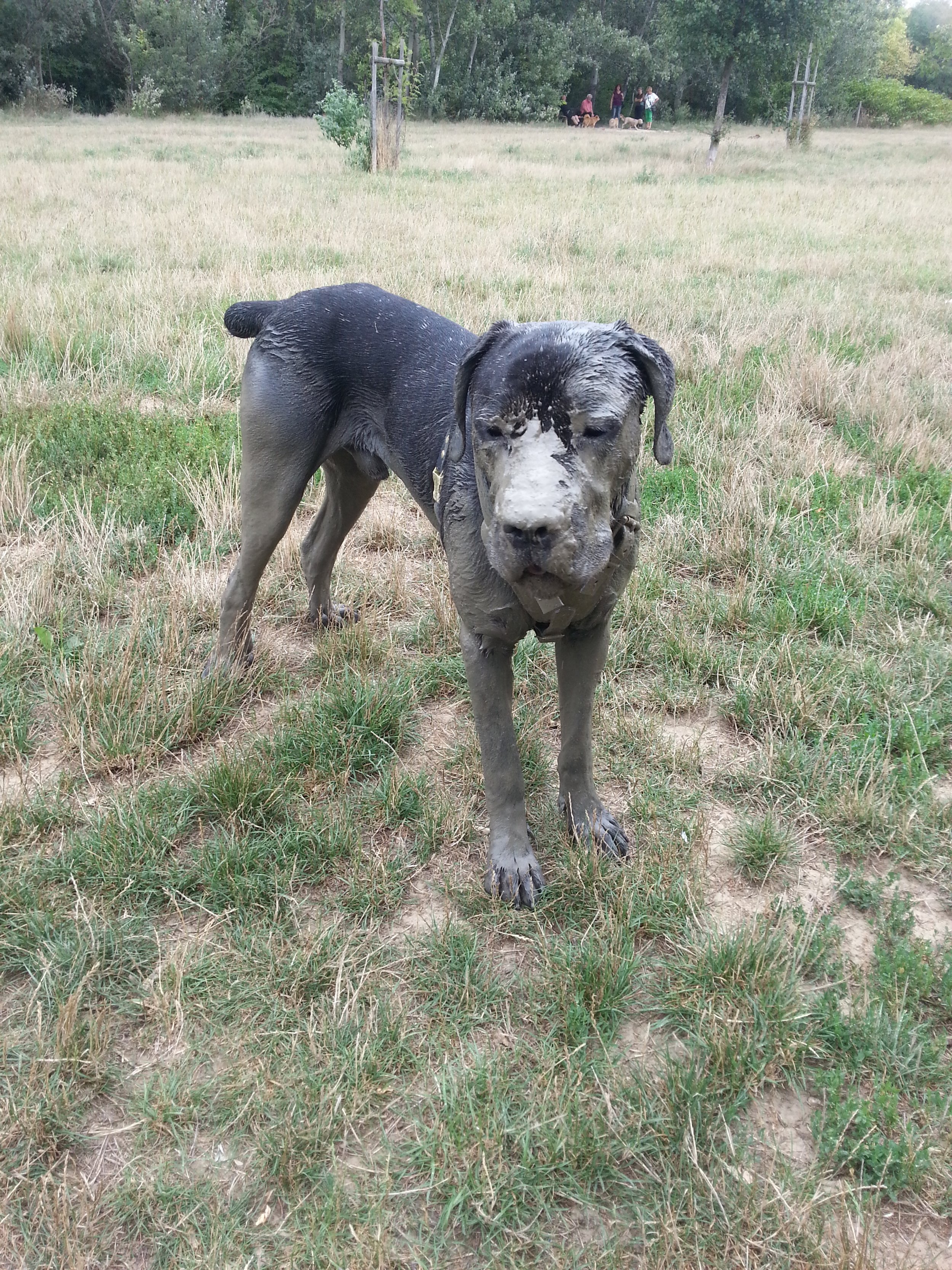 Ein Welpe mit Schlamm im Gesicht steht auf einer Wiese, im Hintergrund sind Bäume und Menschen zu sehen.