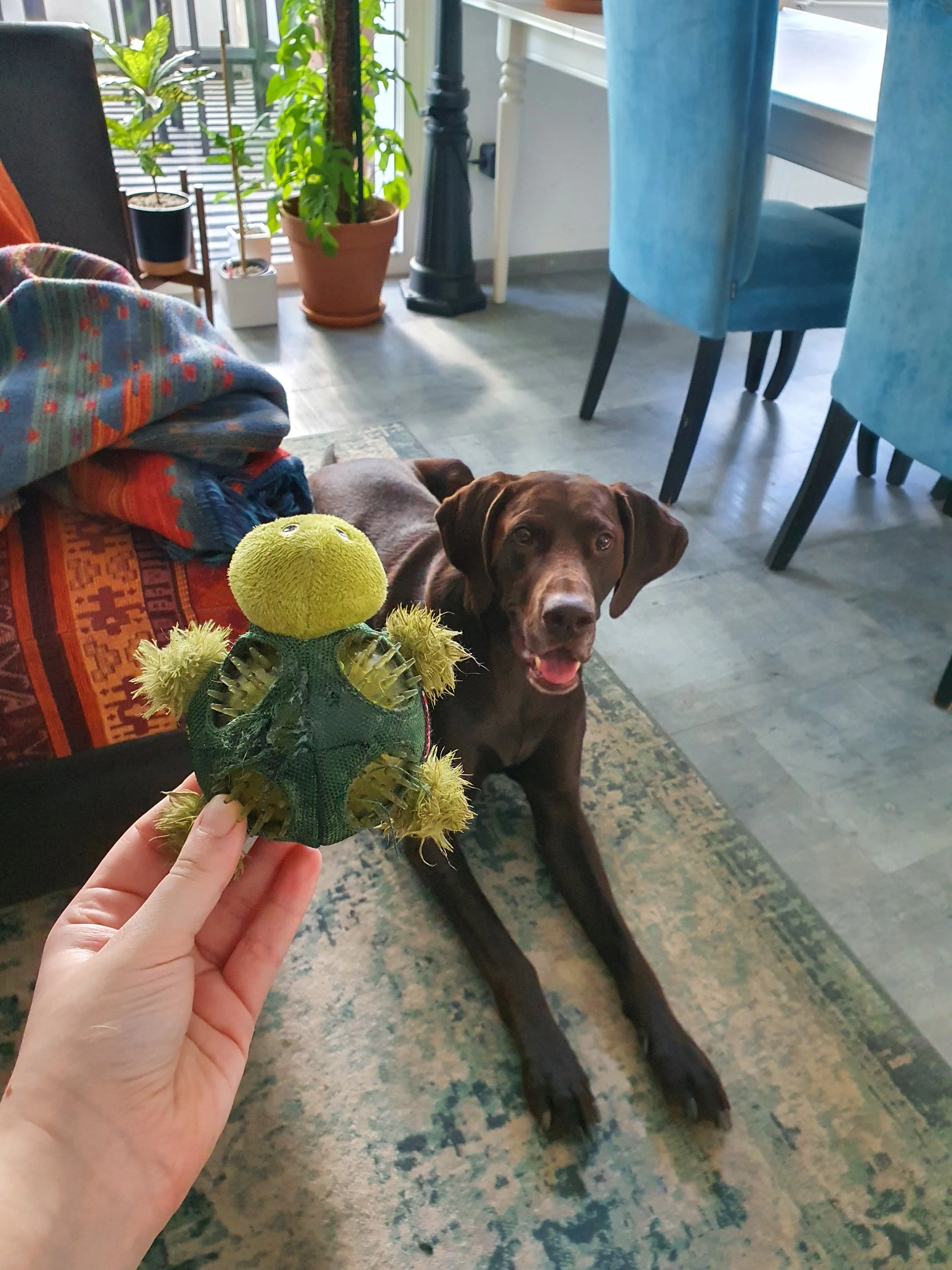 Ein Hund liegt auf einem Teppich in einem Wohnzimmer. Eine Hand hält eine plüschige grüne Schildkröte-Spielzeug vor ihm. Im Hintergrund sind Möbel und Pflanzen zu sehen.