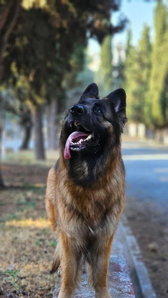 Ein deutscher Schäferhund steht neben einem Gehweg in einem parkähnlichen Bereich mit Bäumen, die im Hintergrund zu sehen sind.