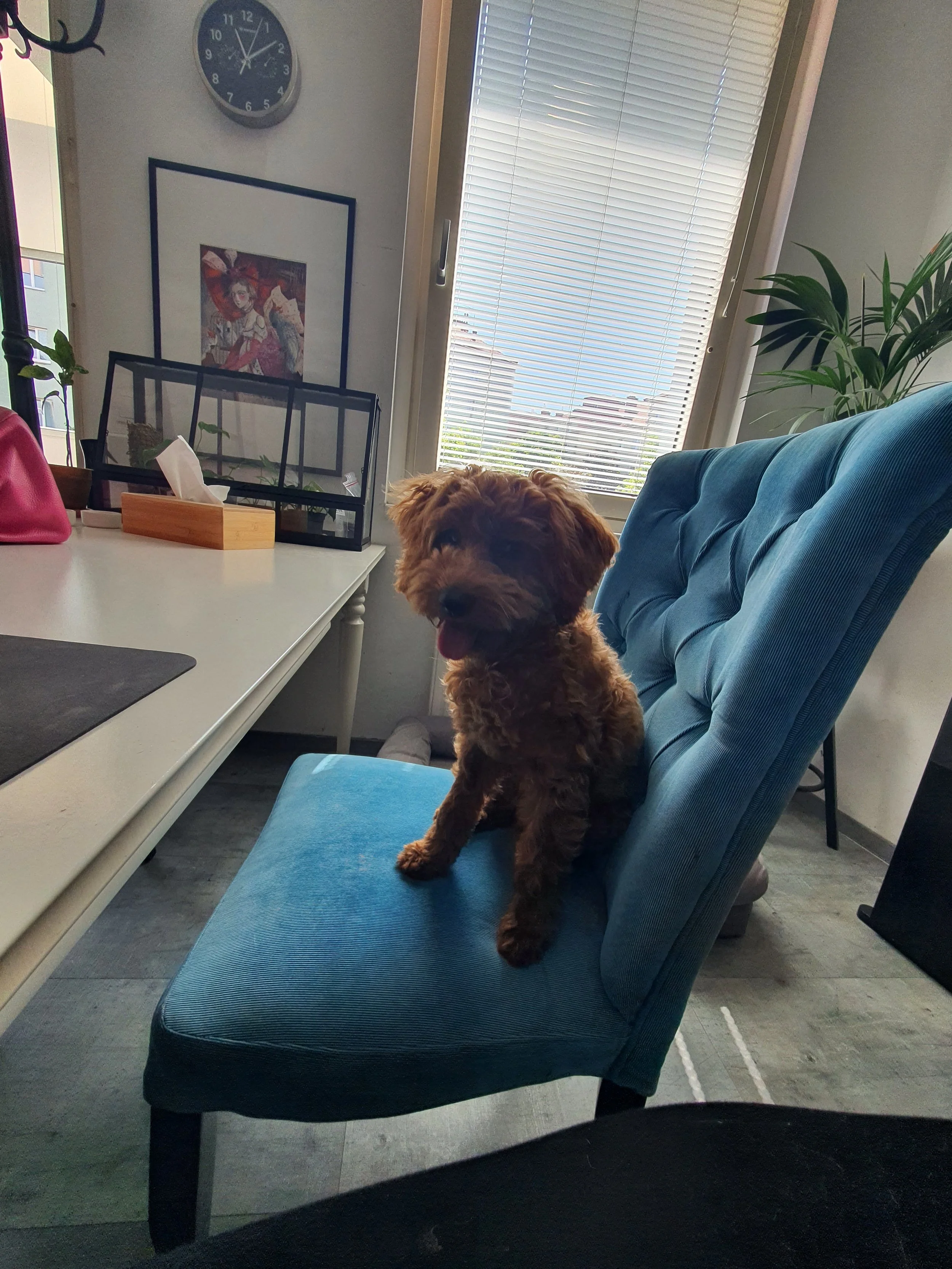 Kleiner brauner Hund sitzt auf einem blauen Sitz in einem modernen, hell erleuchteten Raum mit Fenster und Dekoration.