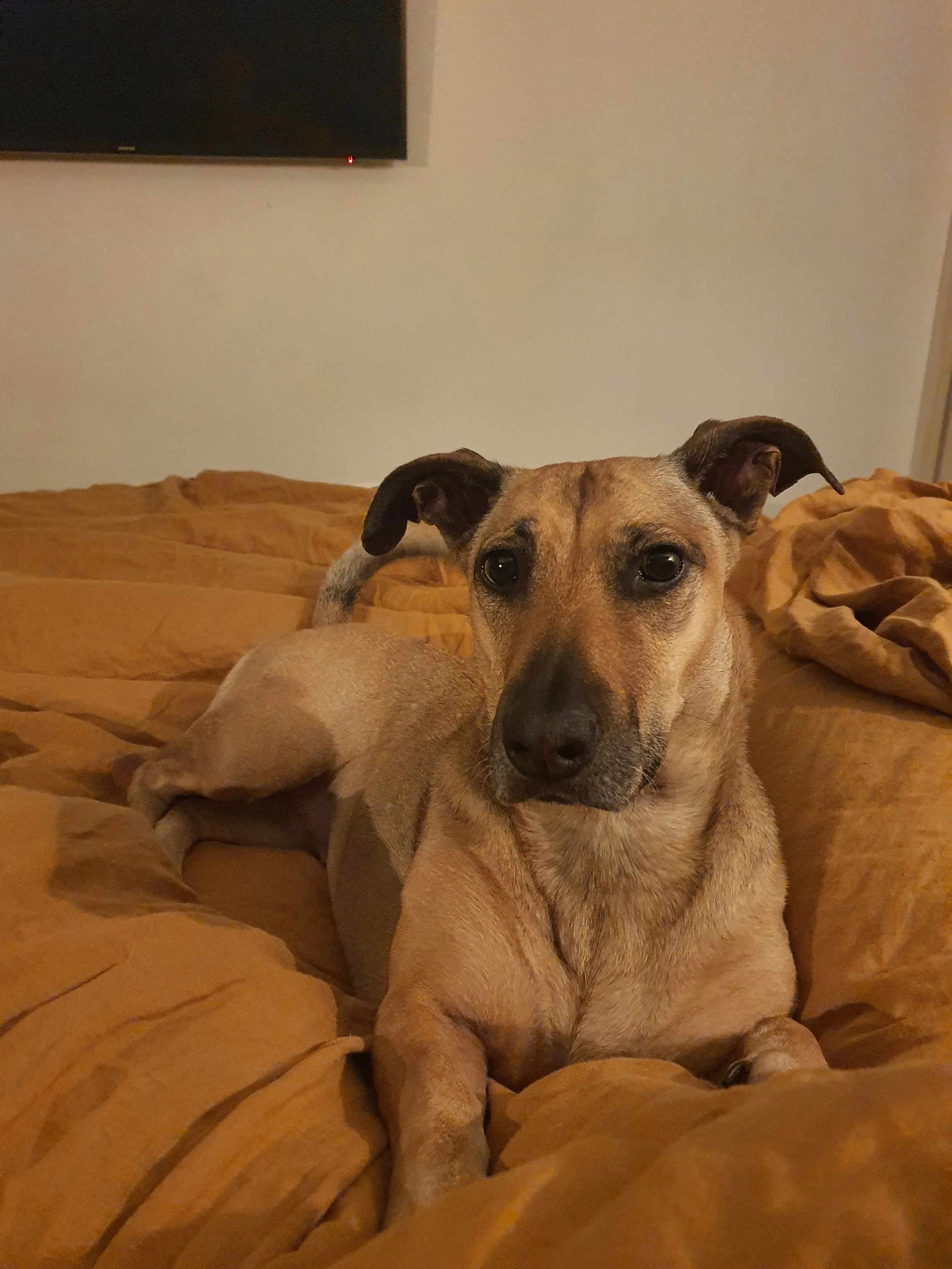 Ein brauner Hund liegt auf einem braunen Bett in einem Schlafzimmer, im Hintergrund ist ein schwarzer Fernseher an einer weißen Wand sichtbar.