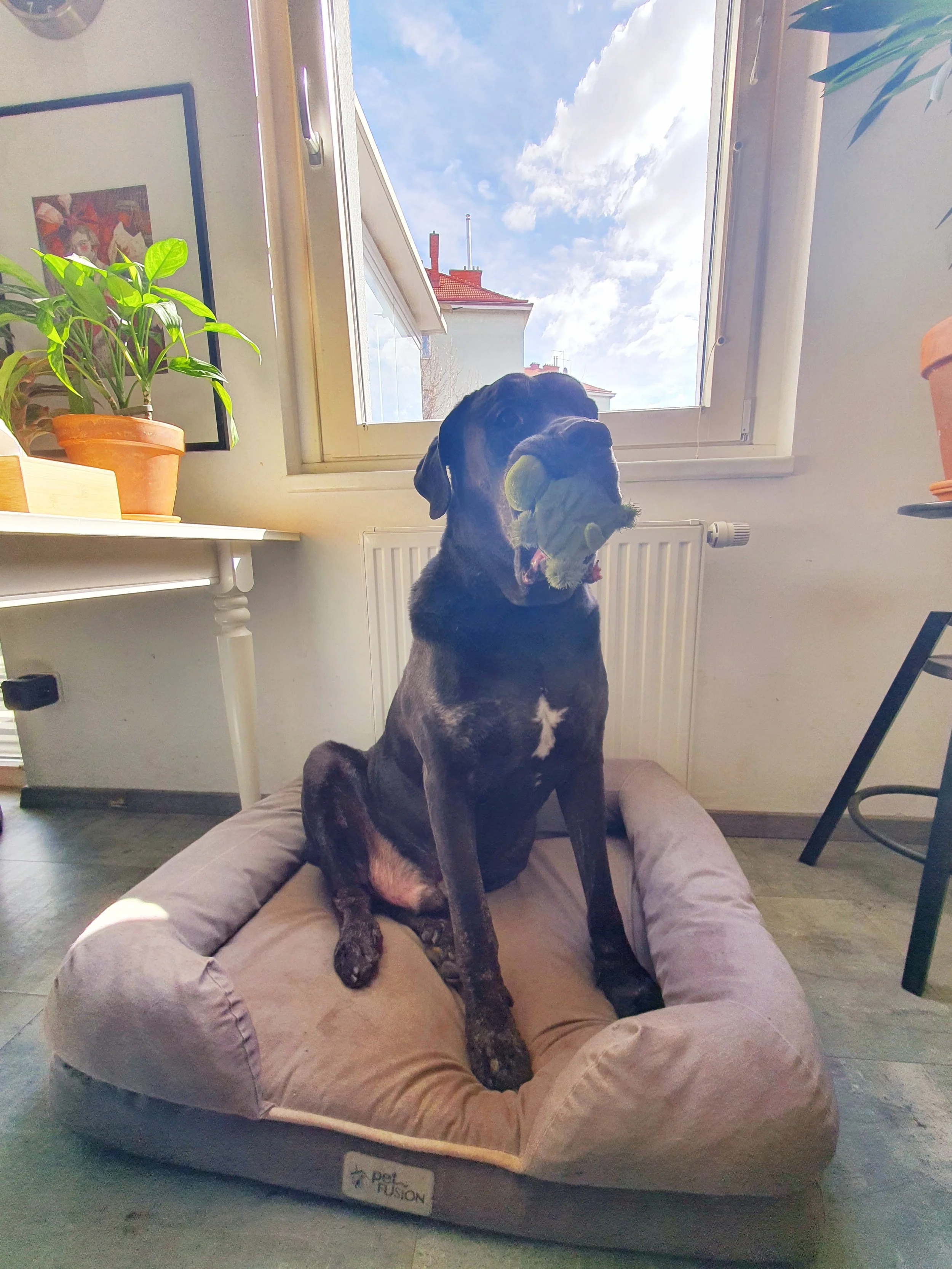 Ein riesiger, schwarzer Hund sitzt auf einem Hundebett vor einem Fenster und hält ein Spielzeug im Maul.