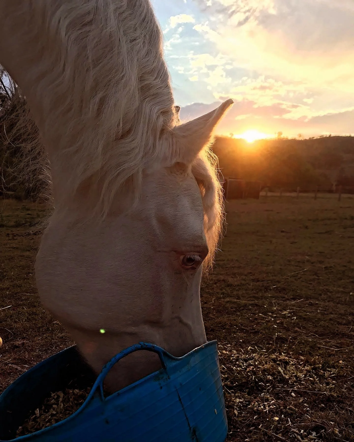 🌿The importance of creating stillness within yourself cannot be underestimated. When you slow down and quiet the noise, you create space for clarity and direction to flow through. Stillness allows your intuition to rise above the distractions of the