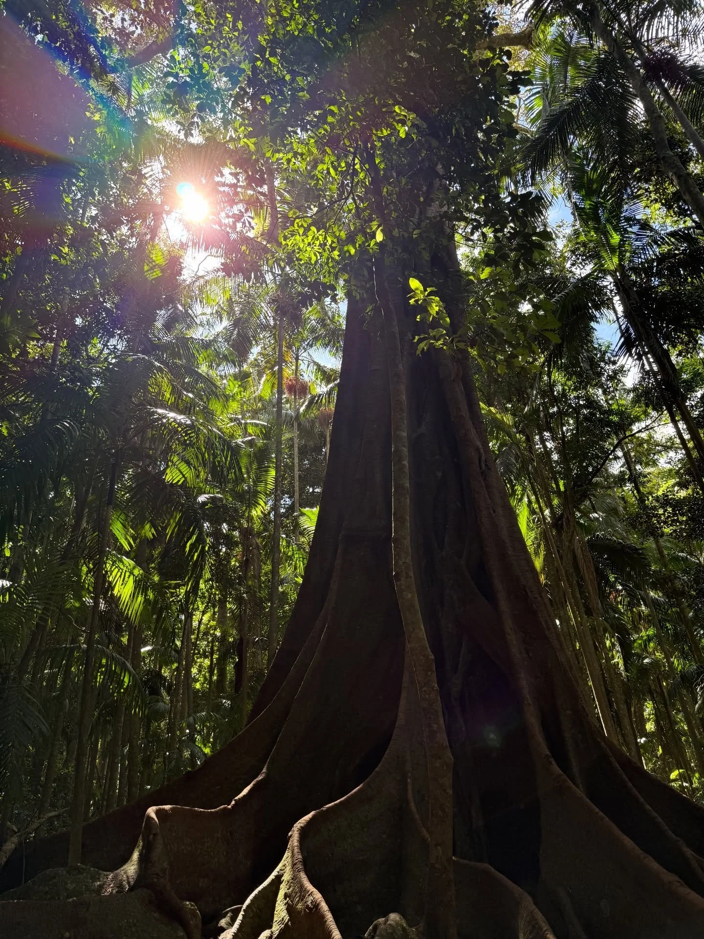 Rainbow Ray 🌈

🧚🏼&zwj;♀️Surrender to the process🧚🏽&zwj;♂️
is the quiet trust that life is unfolding with purpose, even when the path isn&rsquo;t clear. It&rsquo;s releasing the need to control every outcome and allowing your soul to guide the ne