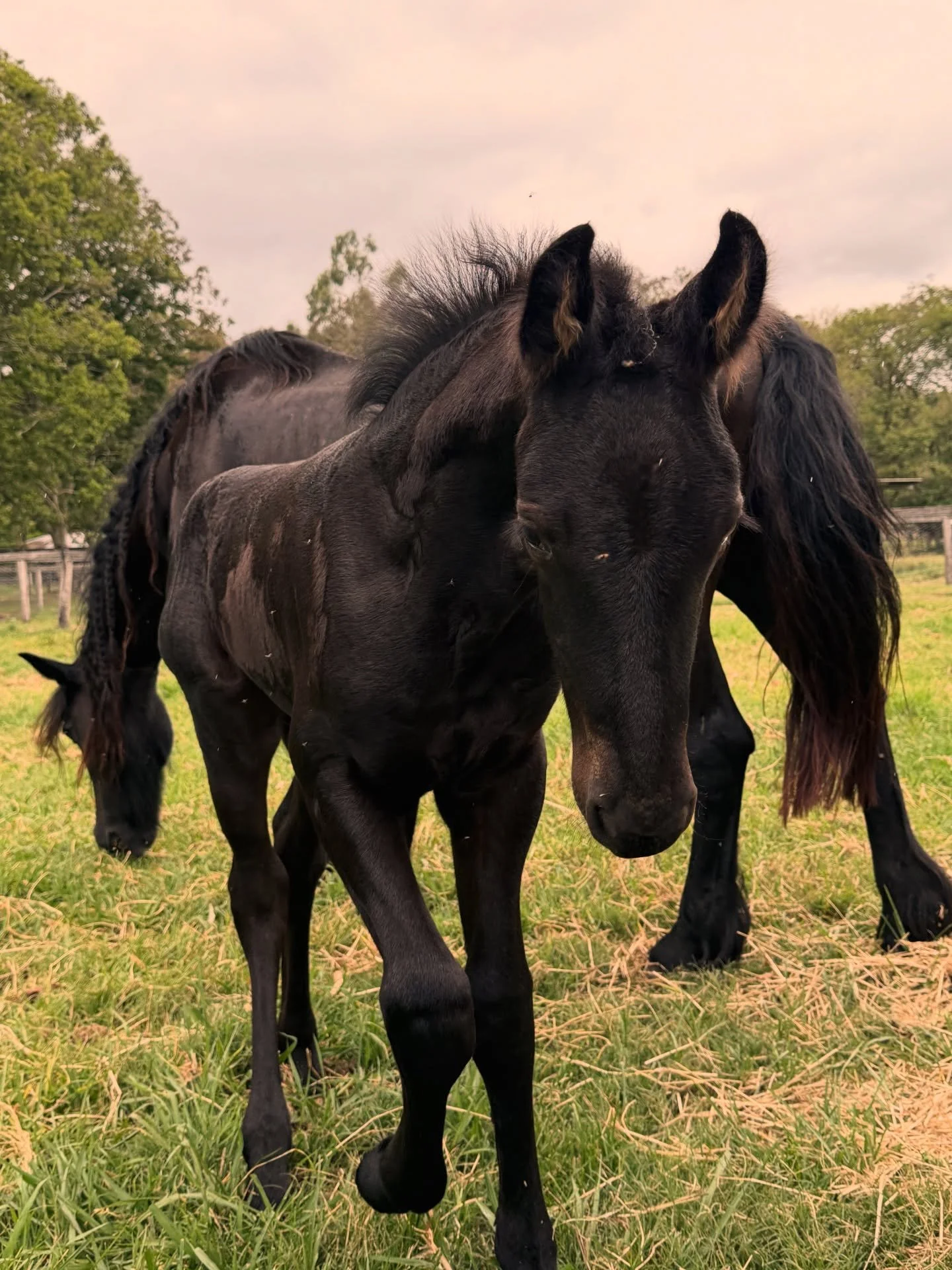 🌿Settling because it&rsquo;s comfortable is choosing familiarity over fulfilment.

🌱It can feel safe, predictable, and less confronting&mdash;but often it slowly dims your light.

🌱Comfort without growth becomes a quiet form of stagnation, where t