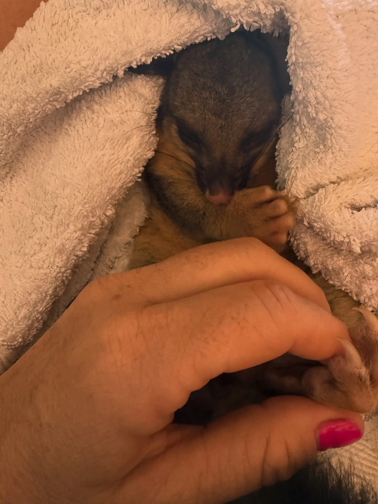 Waiting for the vet to open.. Poor little baby was hit by car her mummy is dead &amp; she just appears to be in shock .. How u can hit an animal an not check on it is joke .. She has been clinging to her mother&rsquo;s dead body all night .. makes me