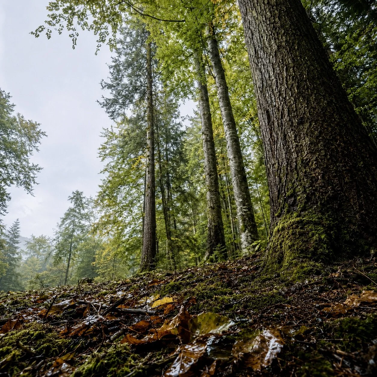 VOM WALDBODEN BIS ZUR BAUMKRONE: WIE DER WALD UNSERE SINNE SCHÄRFT