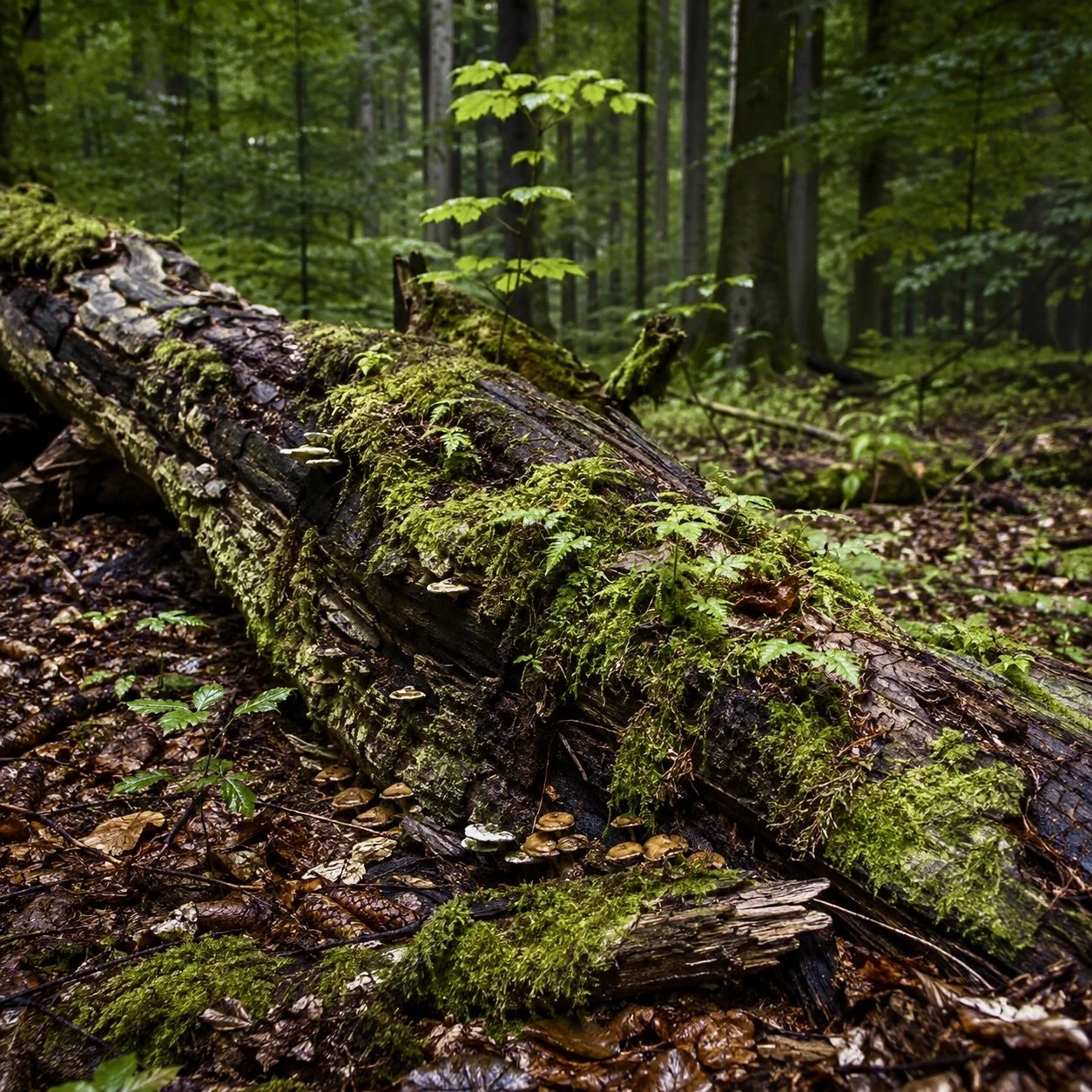 WAS EIN NATURWALD UNS ÜBER DEN WALD WIRKLICH ZEIGT
