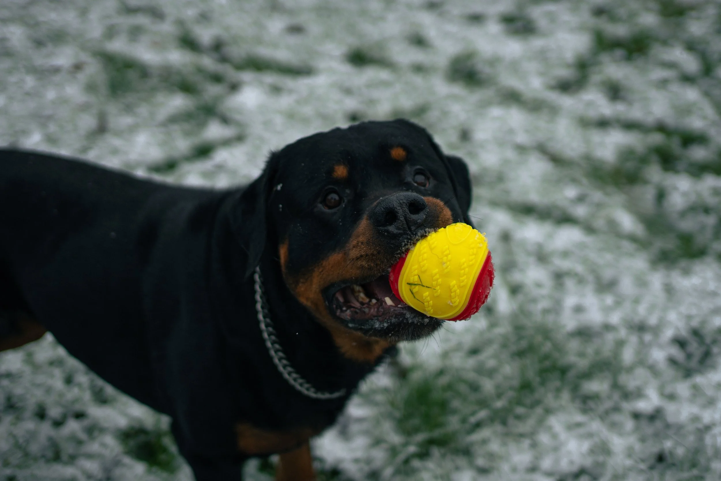 A Rottweiler dog outdoors on a snowy grass field, holding a yellow and red ball in its mouth.