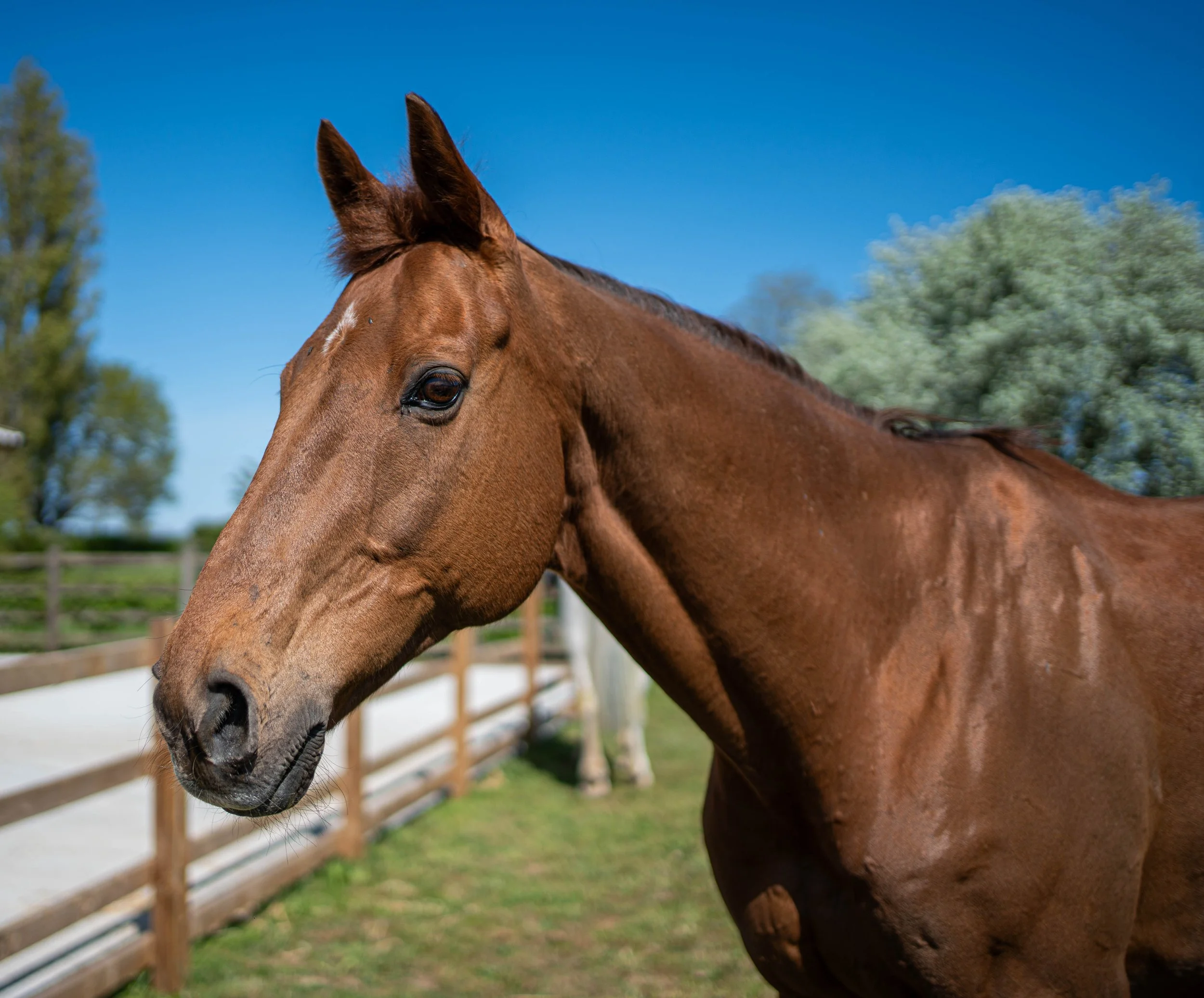Close-up of a brown horse with a white star on its forehead, standing in a grassy paddock with trees and a fenced area under a clear blue sky.