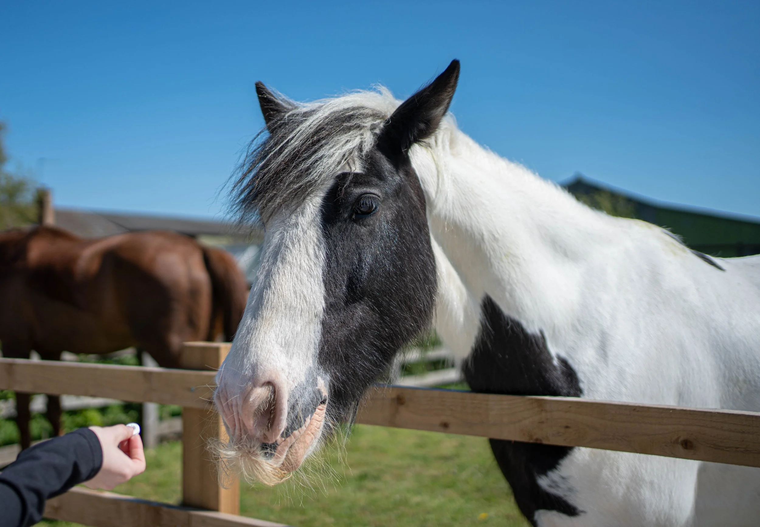 A black and white horse reaching over a wooden fence to nibble at a person's outstretched hand, with a brown horse in the background and a clear blue sky above.