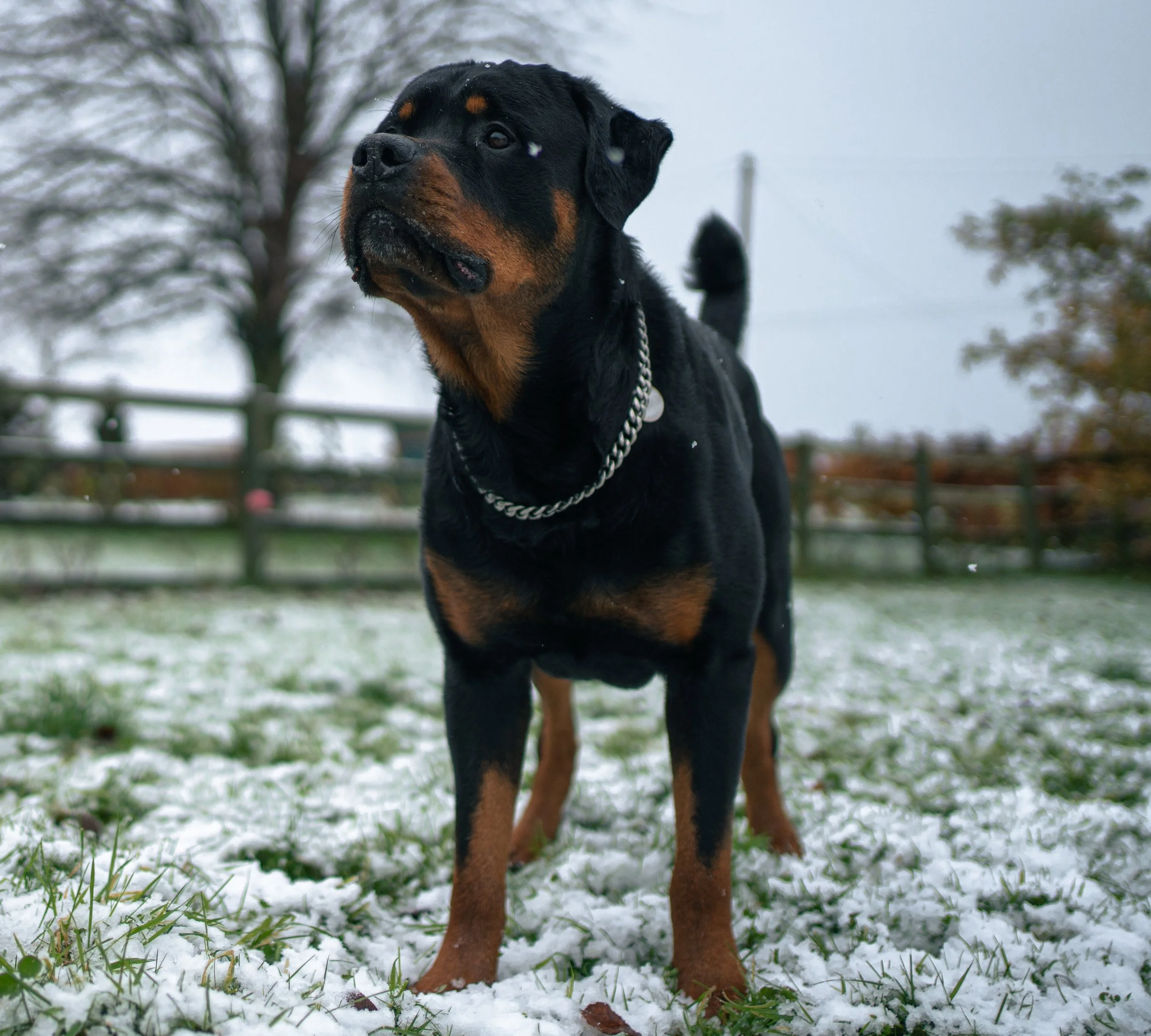 A Rottweiler dog standing outdoors on snowy grass, wearing a chain collar, with a wooden fence and trees in the background.