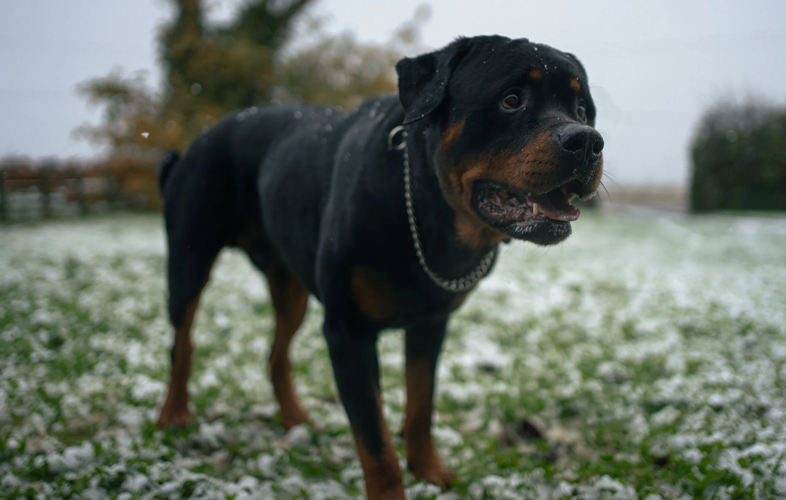 A Rottweiler dog standing outdoors on a grass field with light snow, trees in the background, and a chain collar.