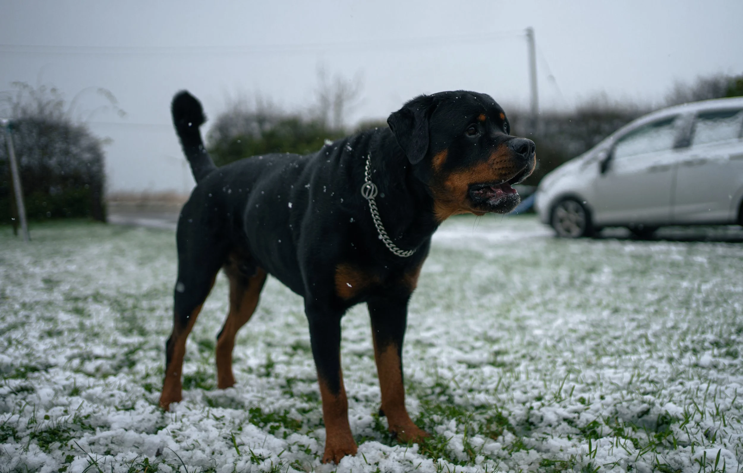 A Rottweiler dog standing on snow-covered grass outside on a cloudy day, with cars and trees in the background.