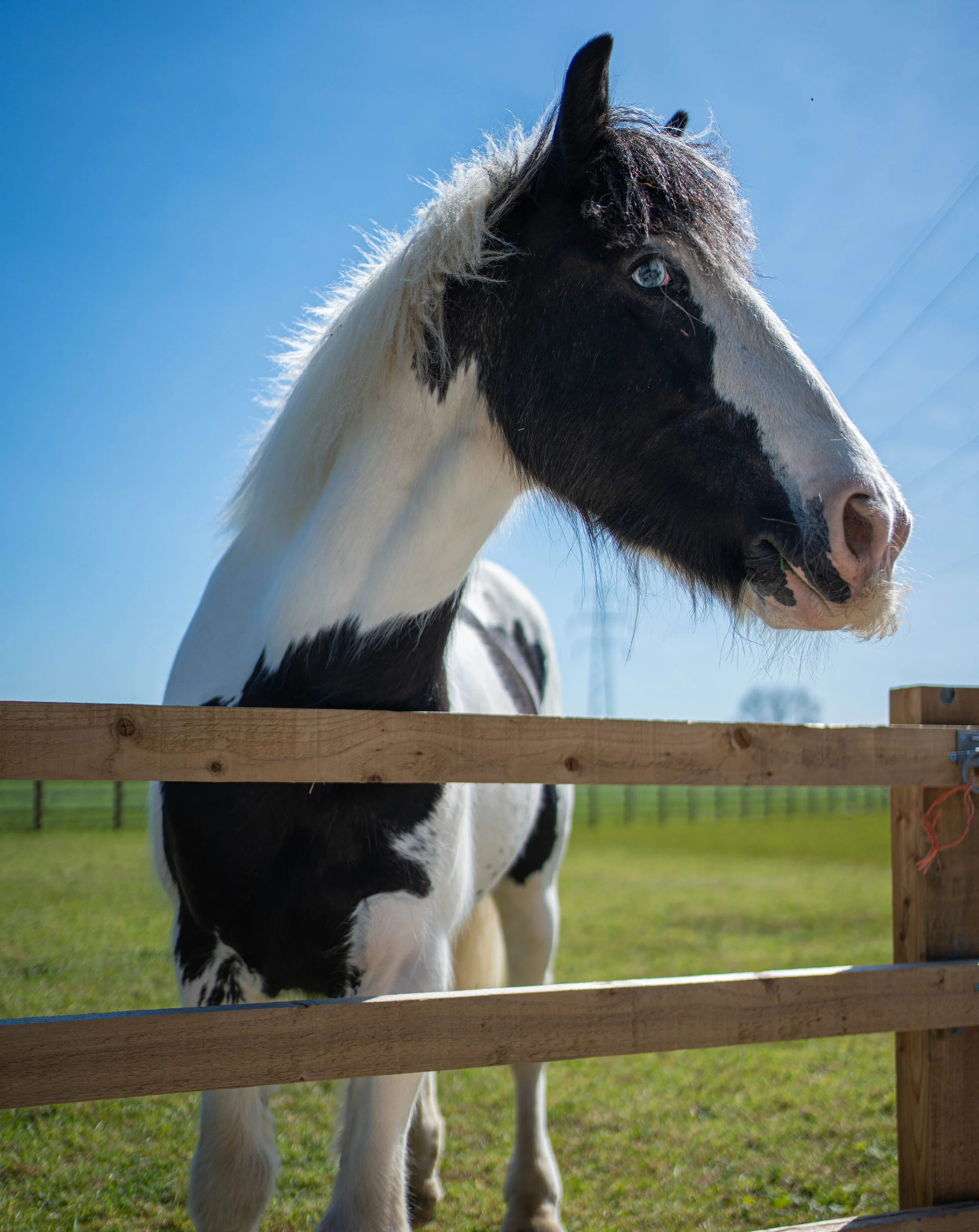 A black and white horse with blue eyes looking over a wooden fence against a blue sky and grassy field.