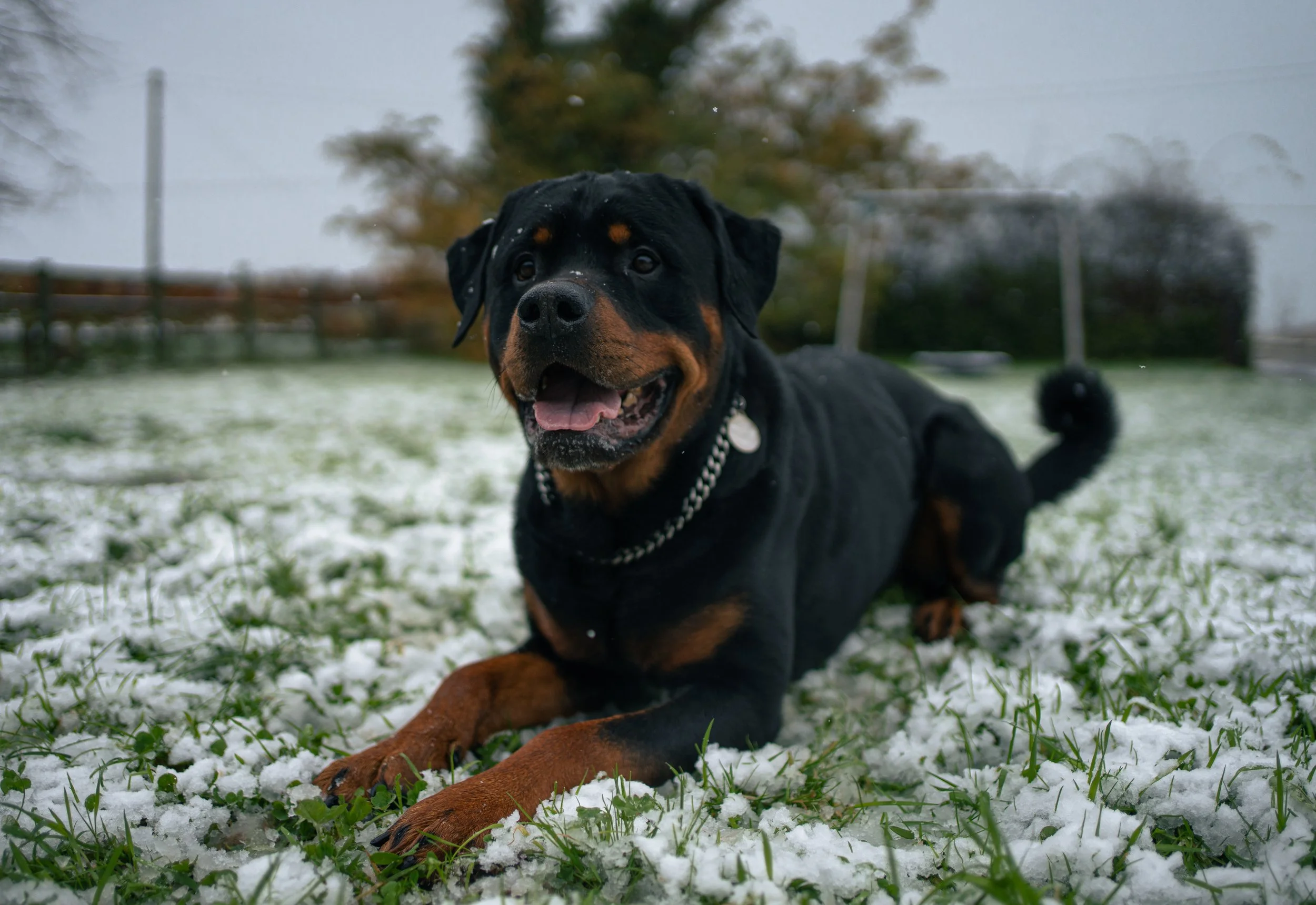 A Rottweiler dog lying on snow-covered grass in an outdoor yard, with trees and a fence in the background.