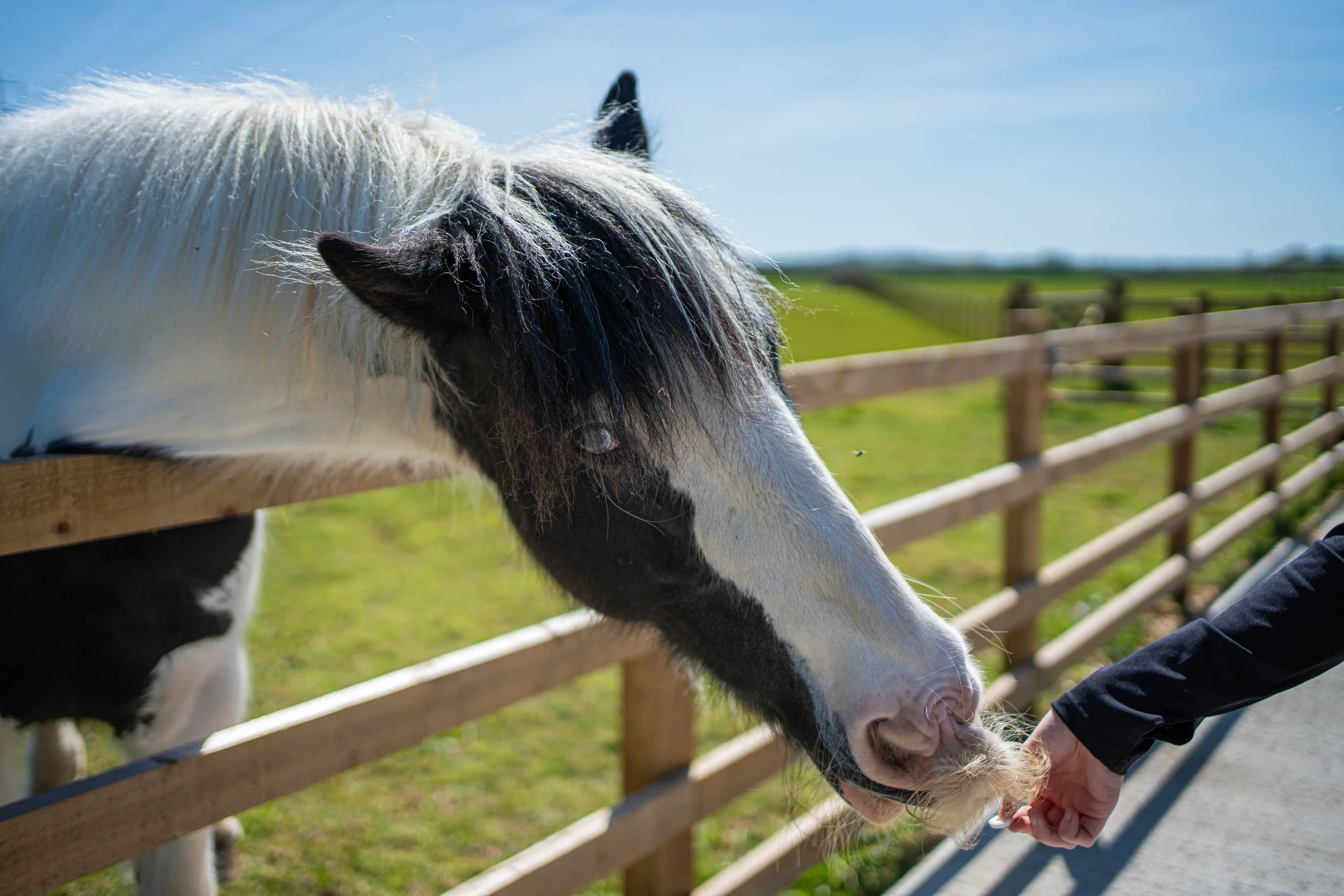 A black and white horse leaning over a wooden fence to eat a person's hand outside on a sunny day with a green field and blue sky in the background.