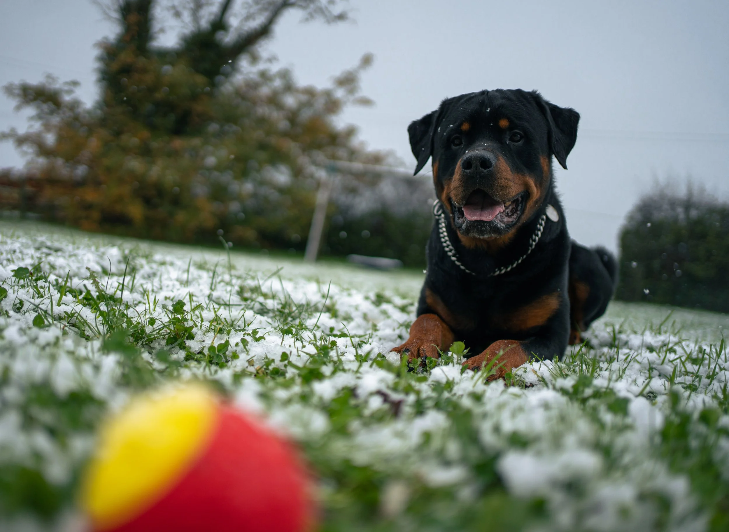 A Rottweiler dog lying on grass with snow, looking at a red and yellow tennis ball in the foreground, outdoors, overcast sky.