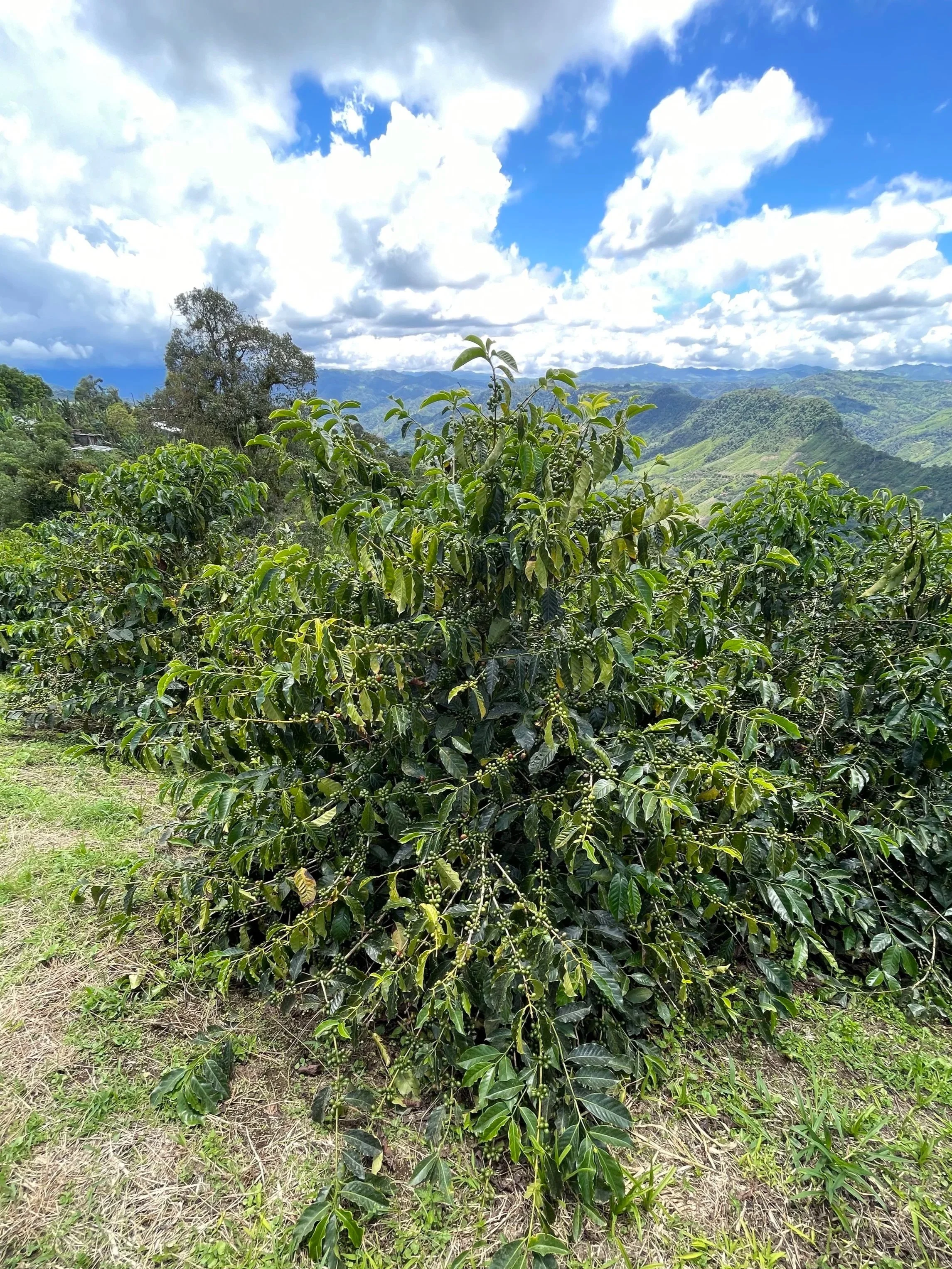 A lush green coffee plant with clusters of green coffee cherries set against a mountainous landscape with a partly cloudy sky.