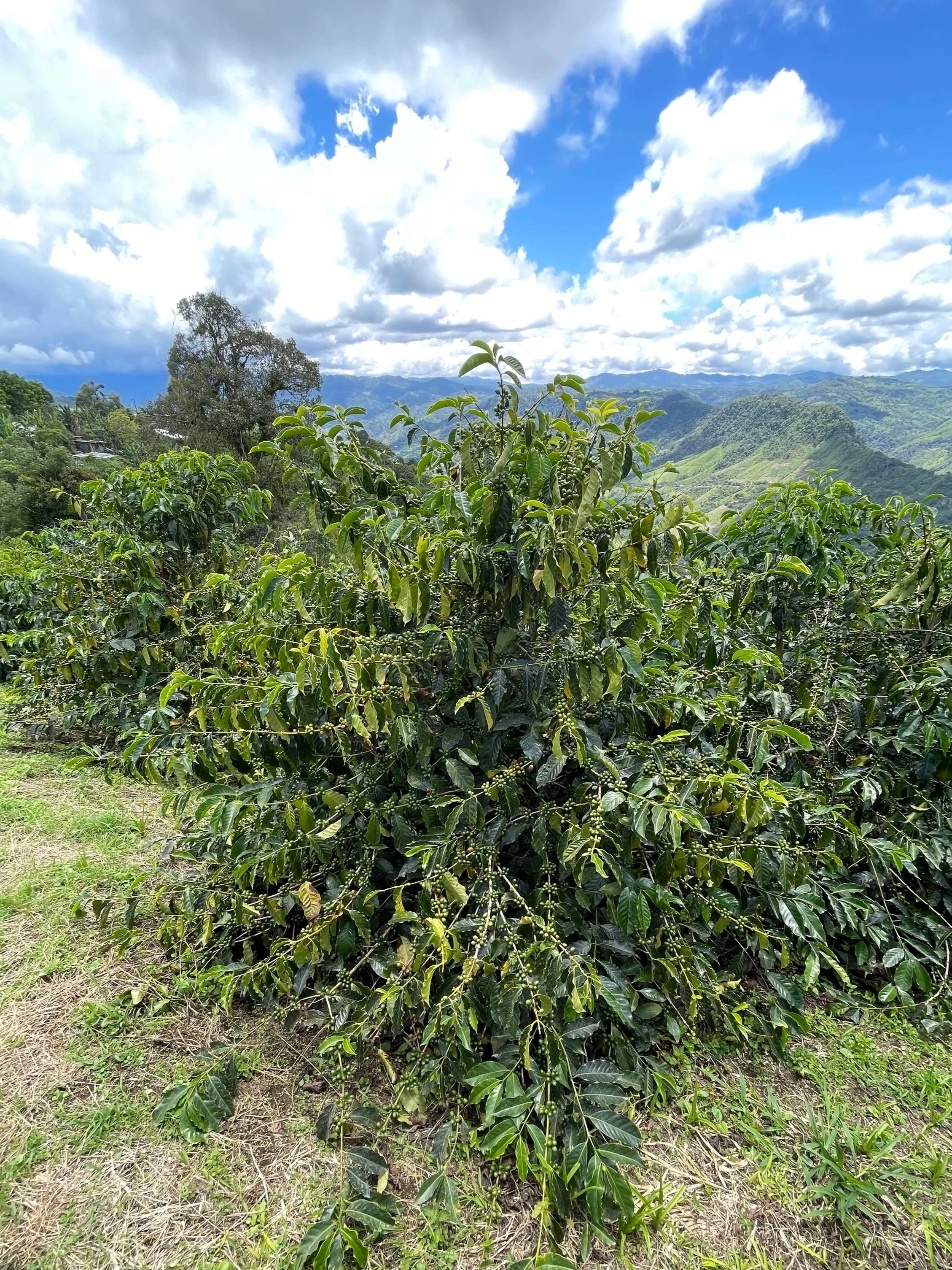 Coffee plant with green leaves and coffee cherries, scenic mountains in the background under a partly cloudy sky.