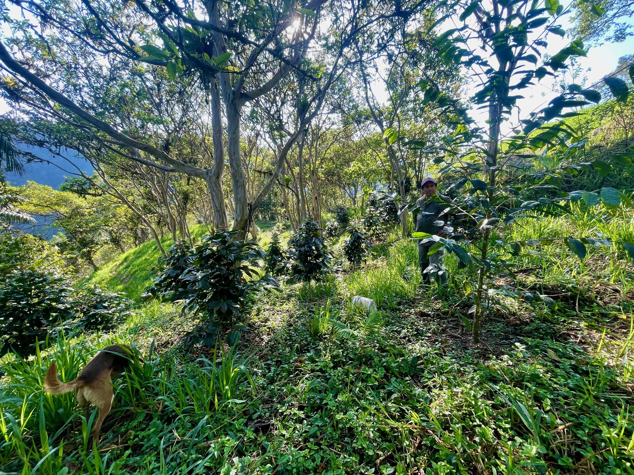 A person in a purple cap and dark clothing standing among dense green bushes and trees in a bright outdoor setting, with sunlight filtering through the foliage.