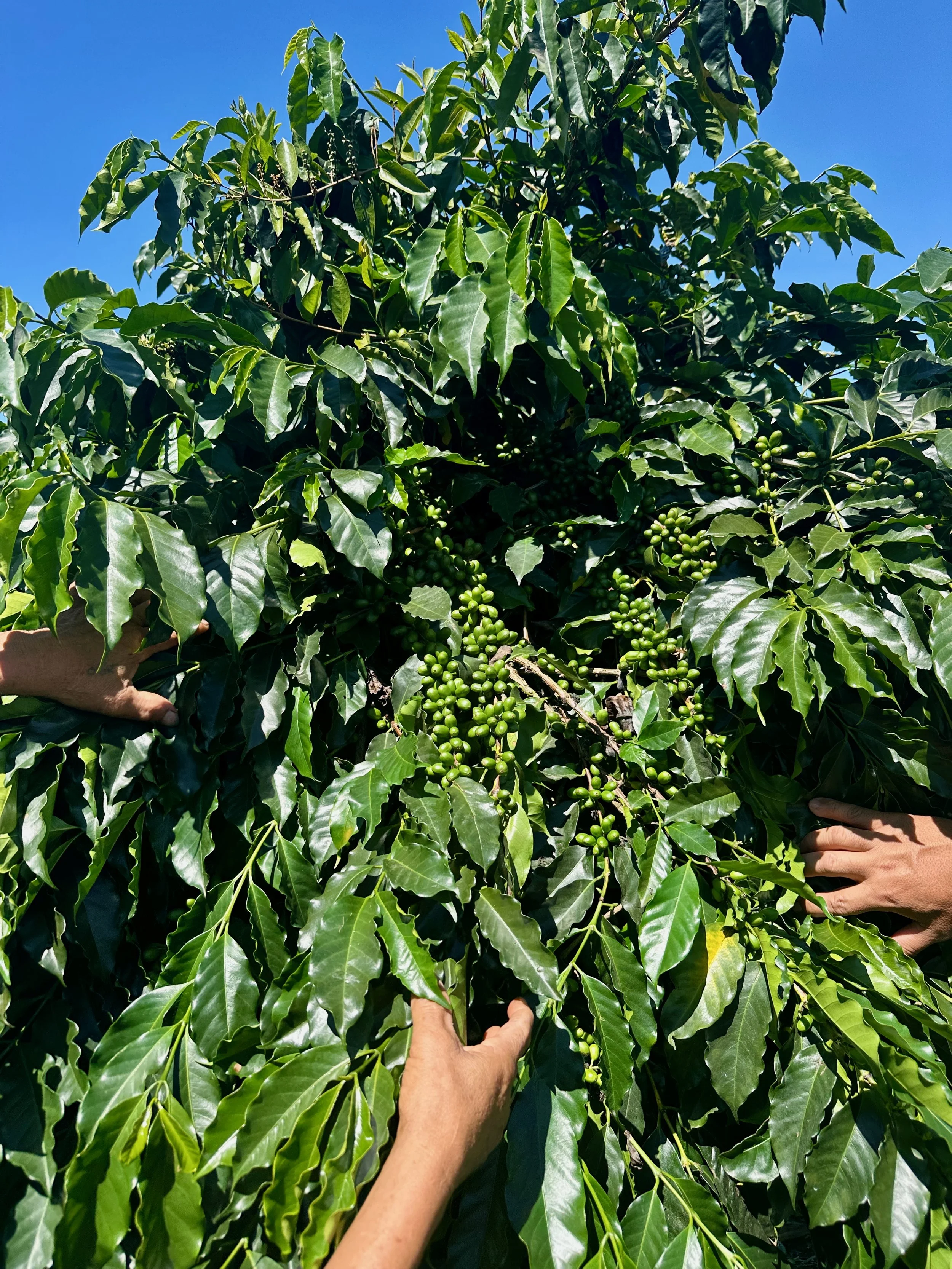 A person is harvesting ripe coffee cherries from a coffee plant with large, dark green leaves and clusters of green coffee beans against a blue sky.
